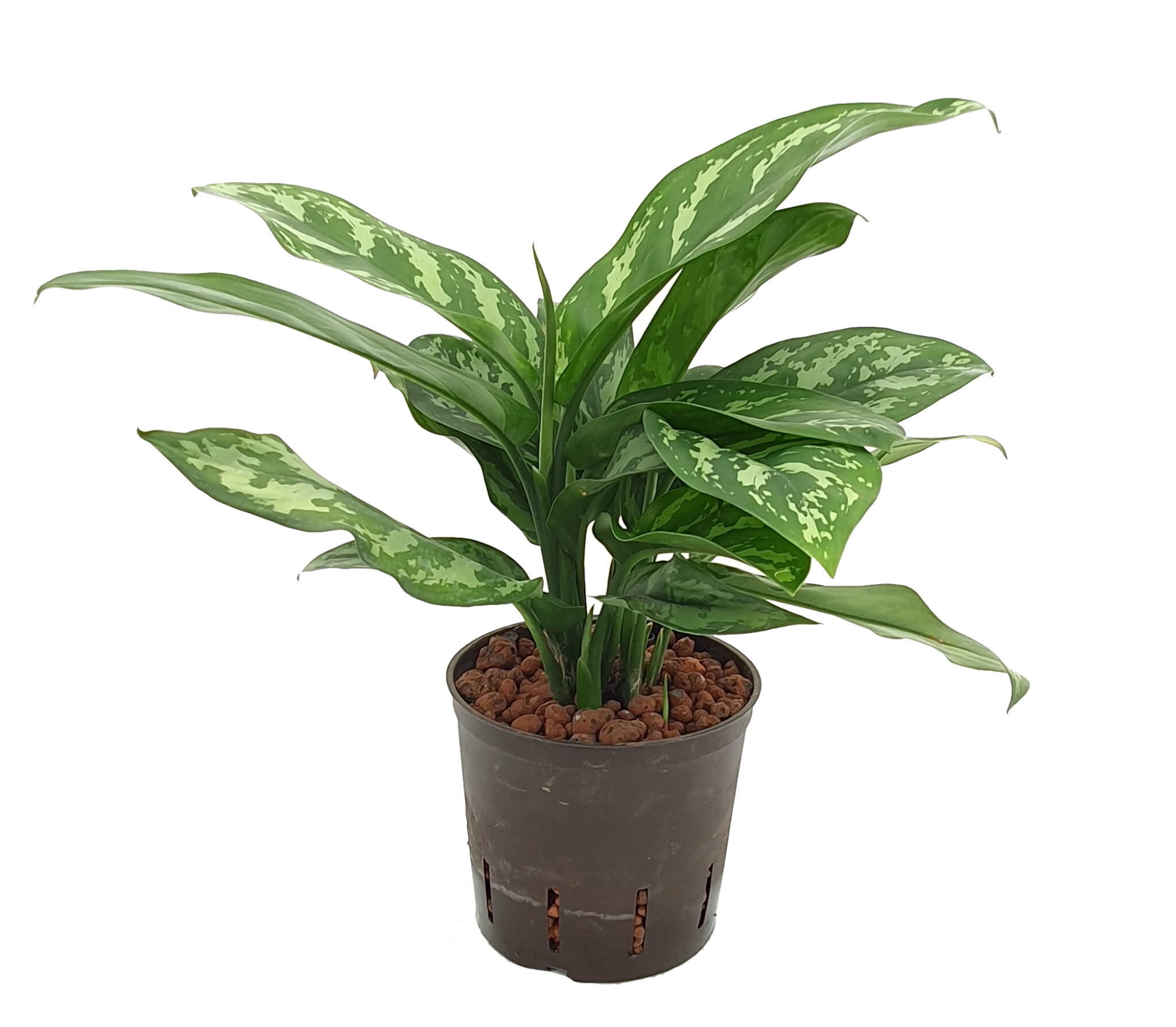 12+ Maria Aglaonema Aglaonema 'Maria' - VLM Hydrocultuur