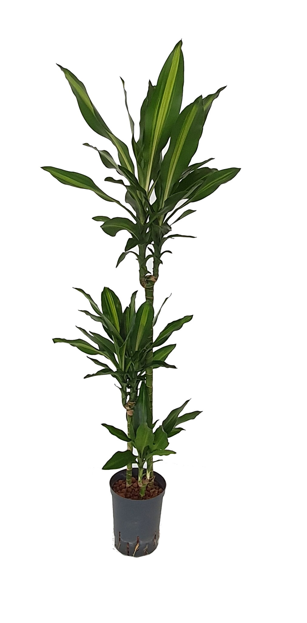 Dracaena cintho 60 30 15