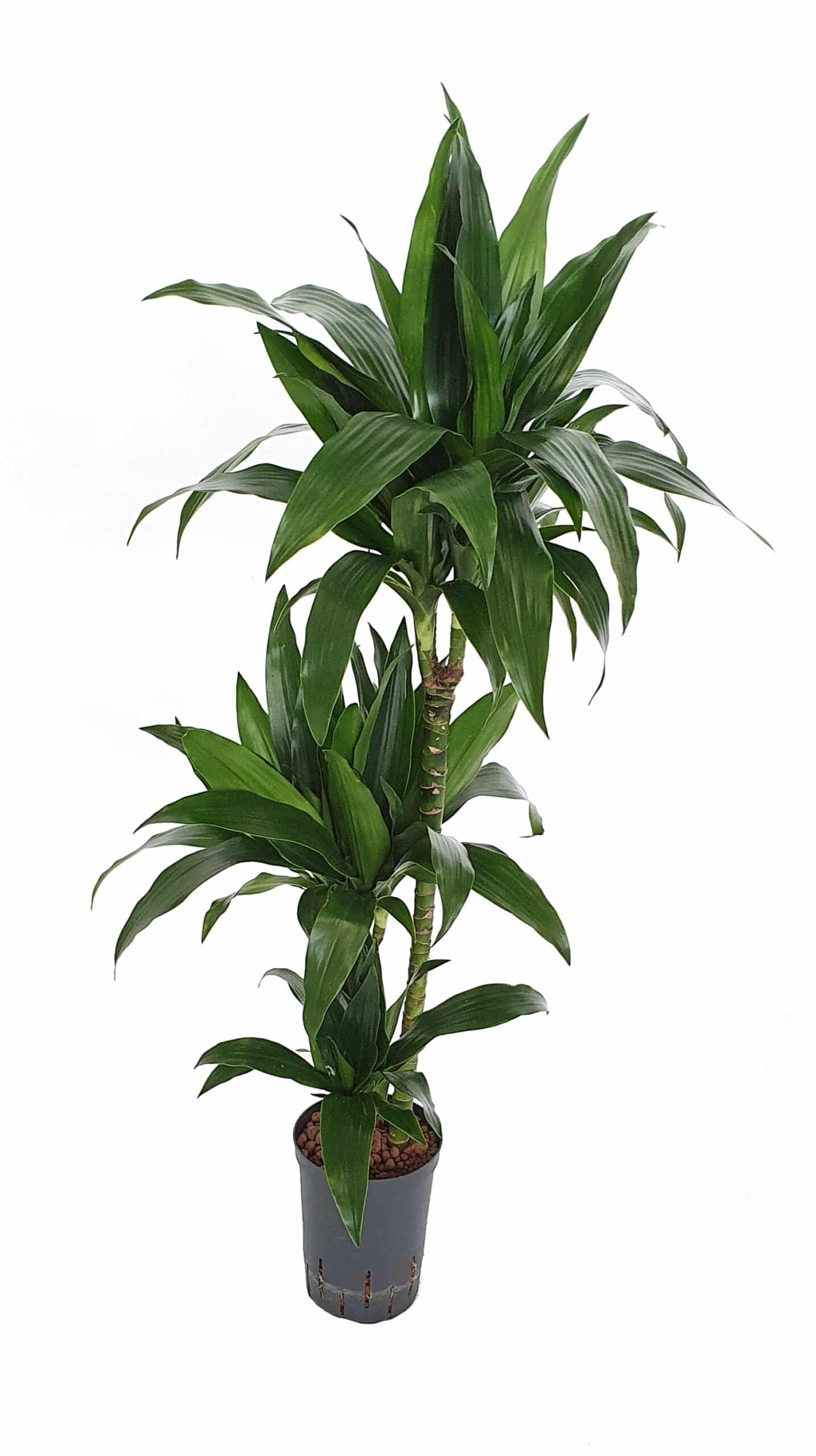 Dracaena janet graig 60 30 15