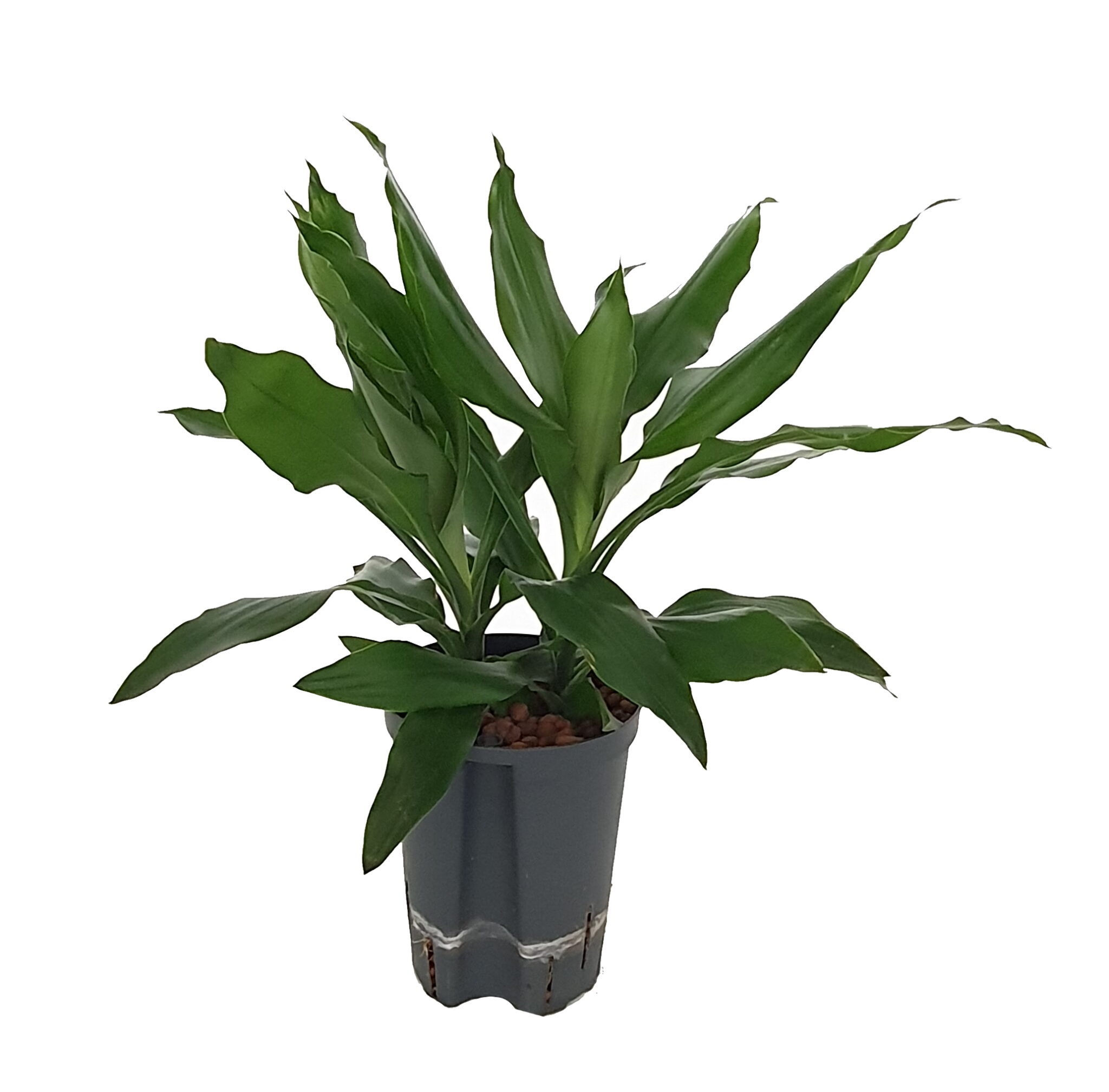 Dracaena janet lind 15 19 kop