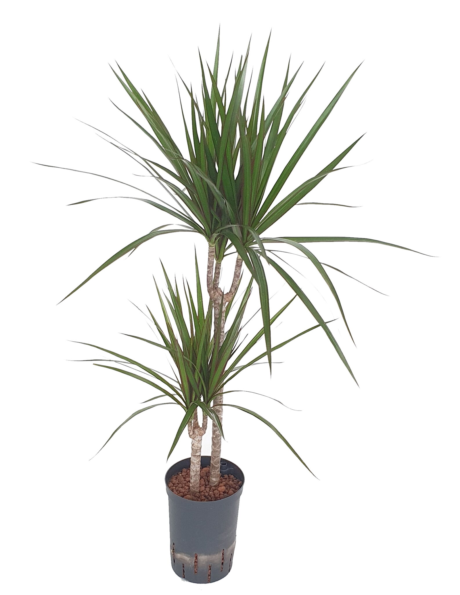 |Dracaena marginata 45 15 15 19