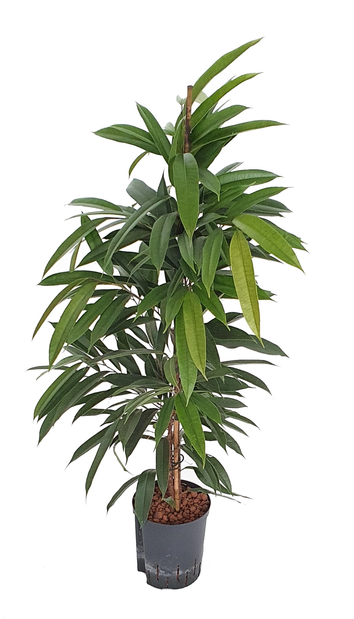 |Ficus amstel king 120 cm 18 19