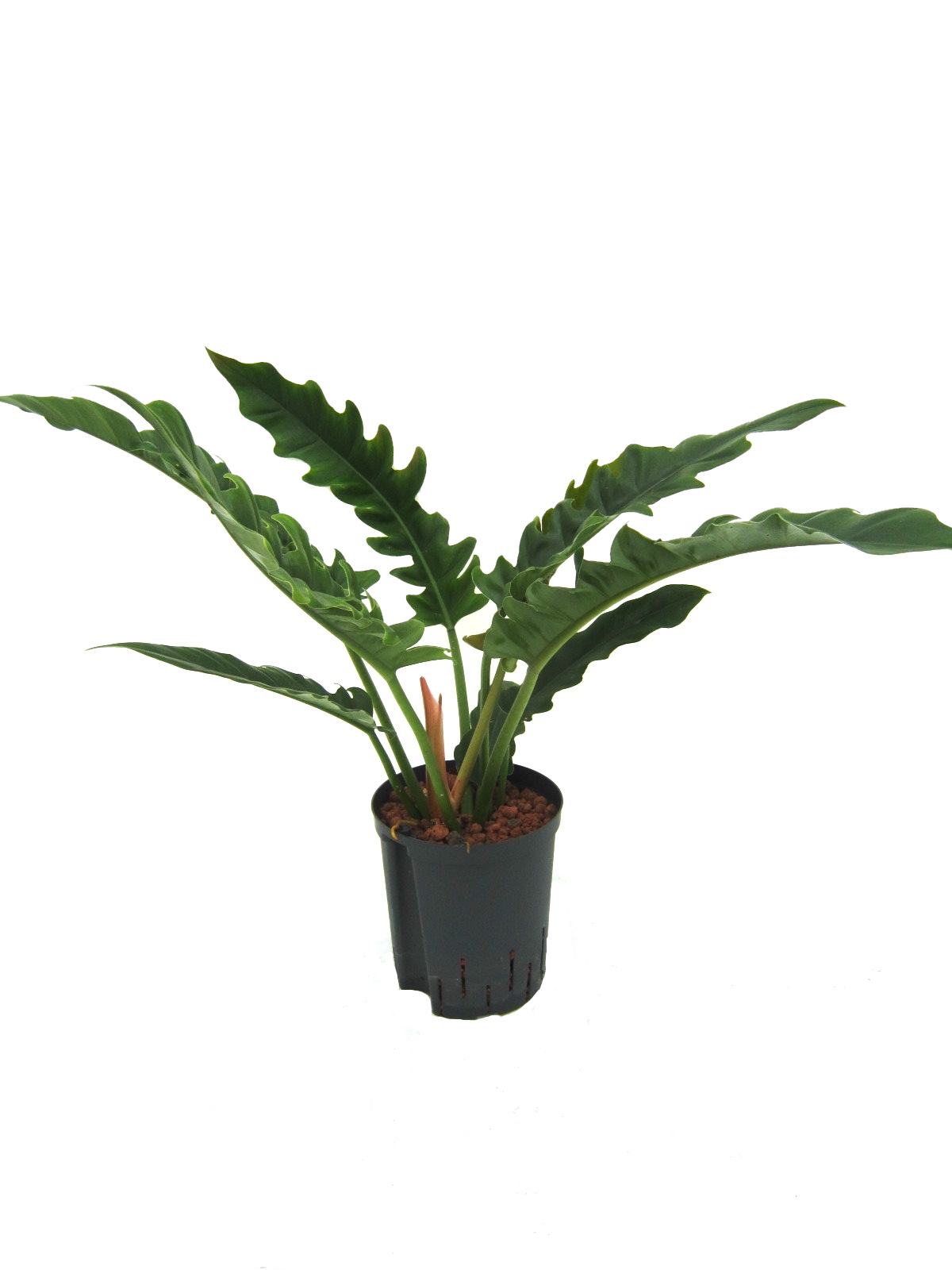 philodendron narrow 18 19