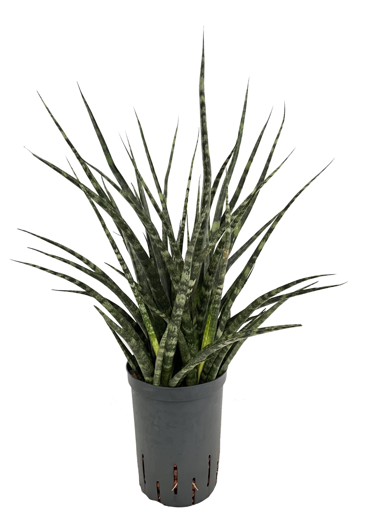 |Sanseveria punk 15 19