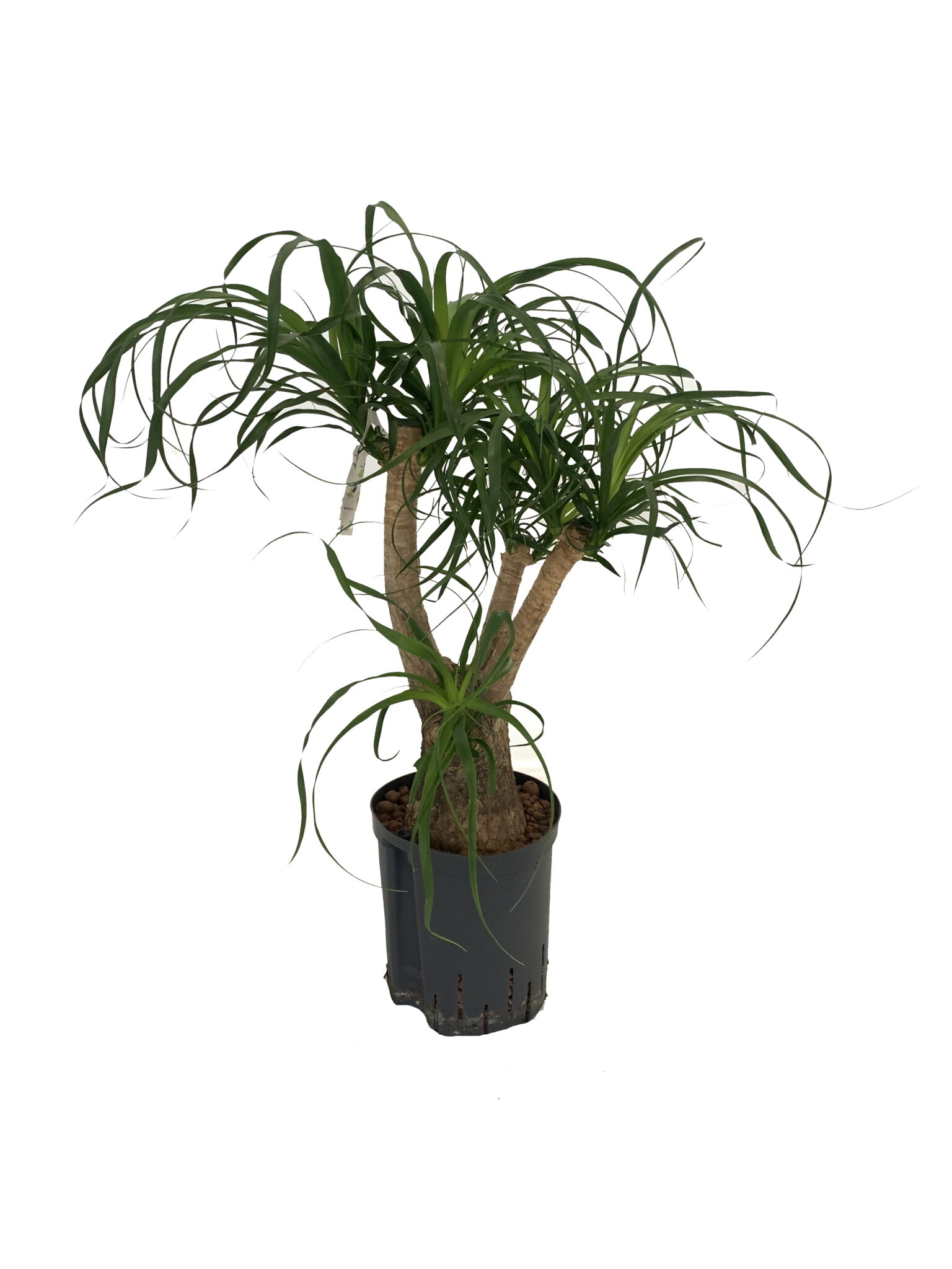 Beaucarnea vertakt 60cm|Beaucarnea vertakt 70 cm 18 19