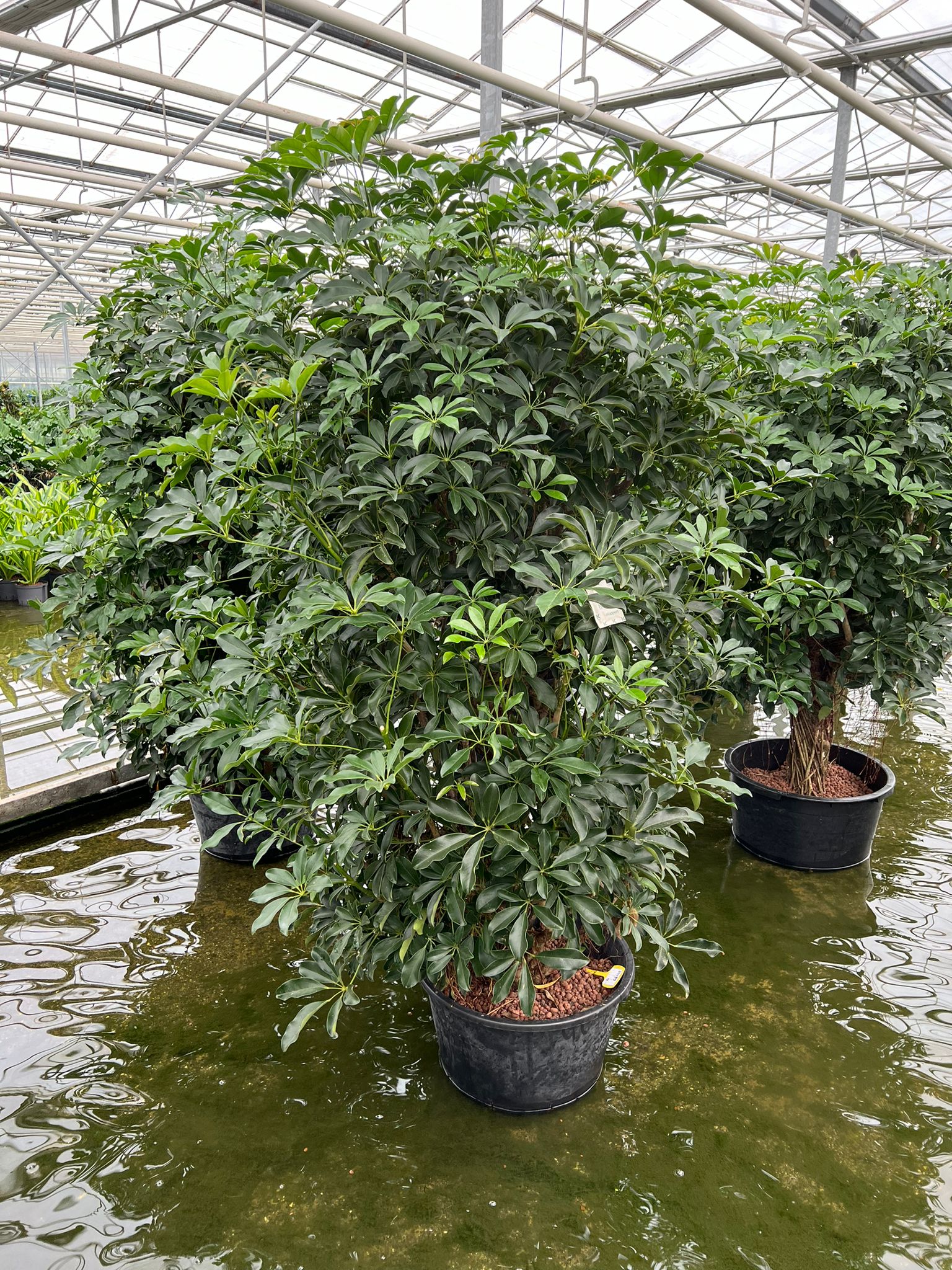 schefflera-arboricola-vertakt-200cm-k60