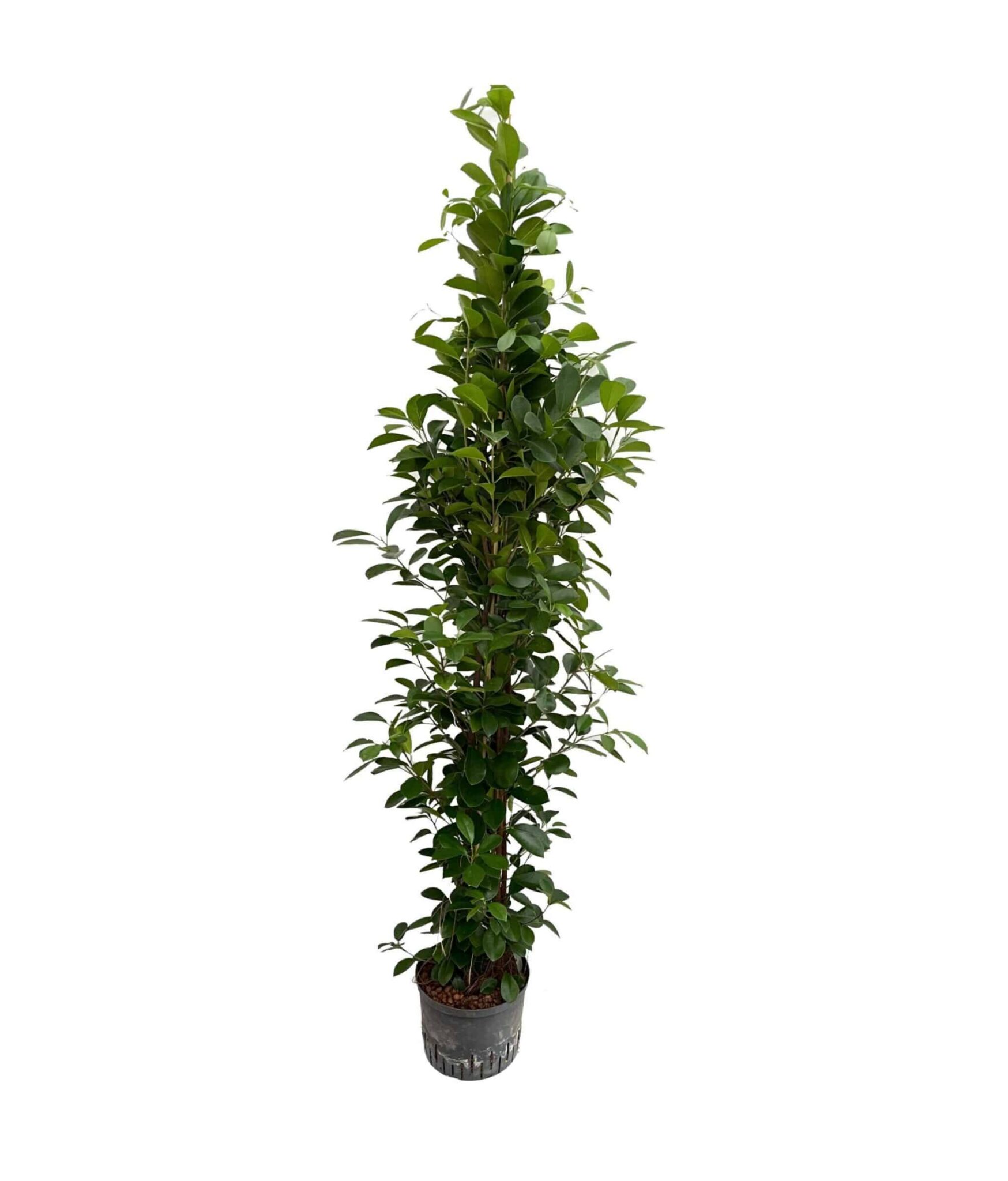 Ficus 'Moclame'