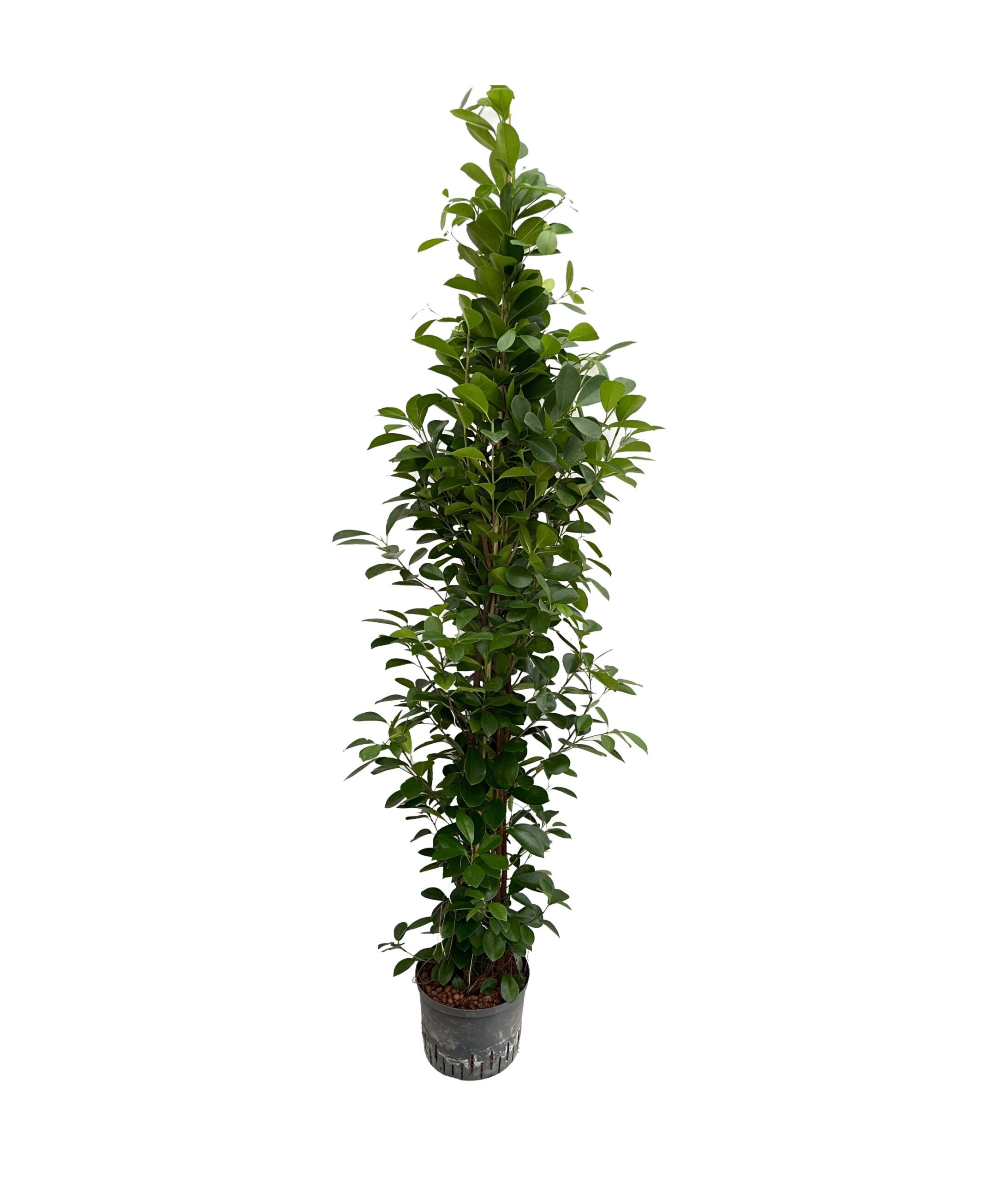 ficus-moclame-180-25-19-scaled