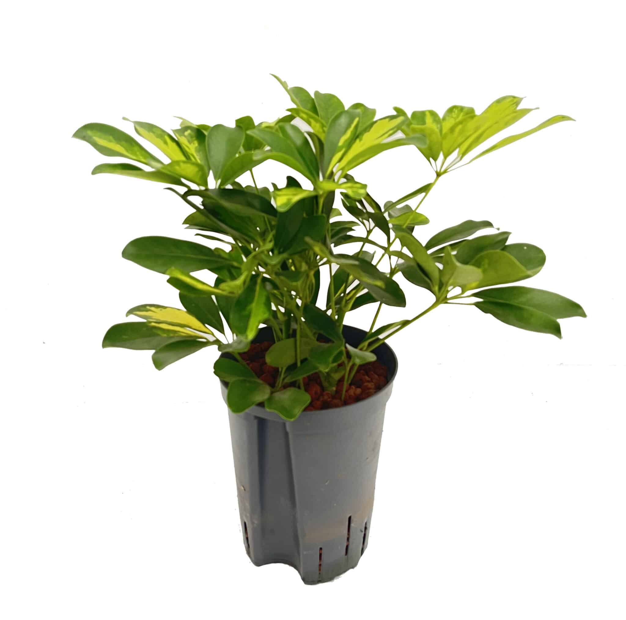 Schefflera 'Gold Capella'