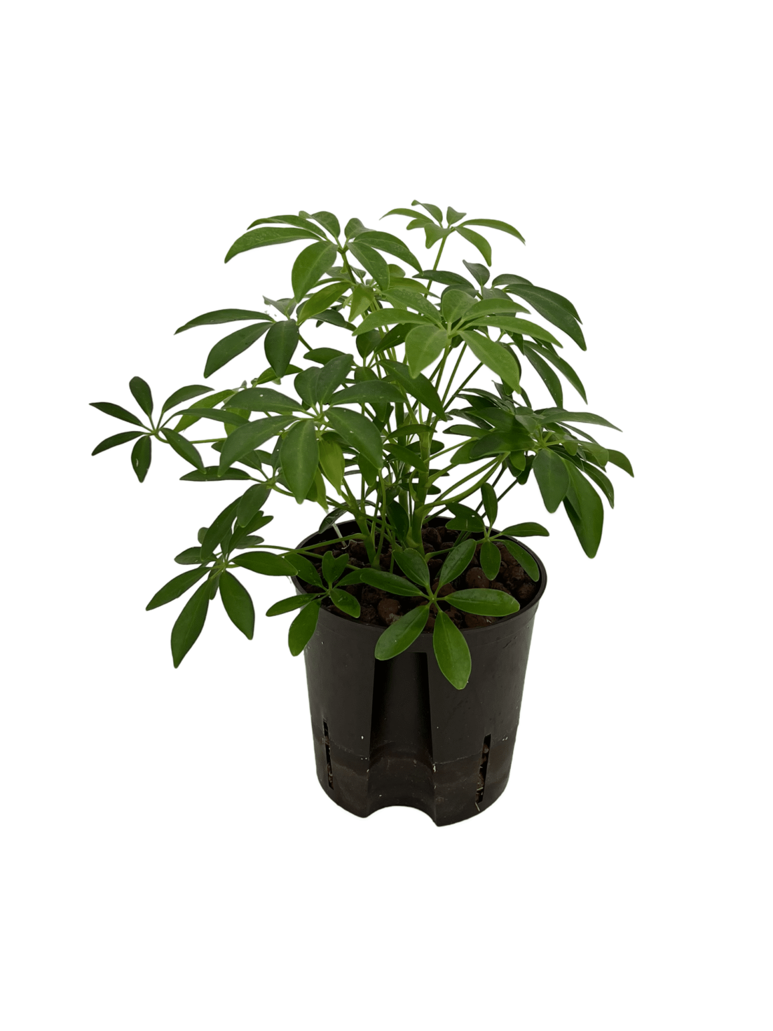 Schefflera 'Louisiana'