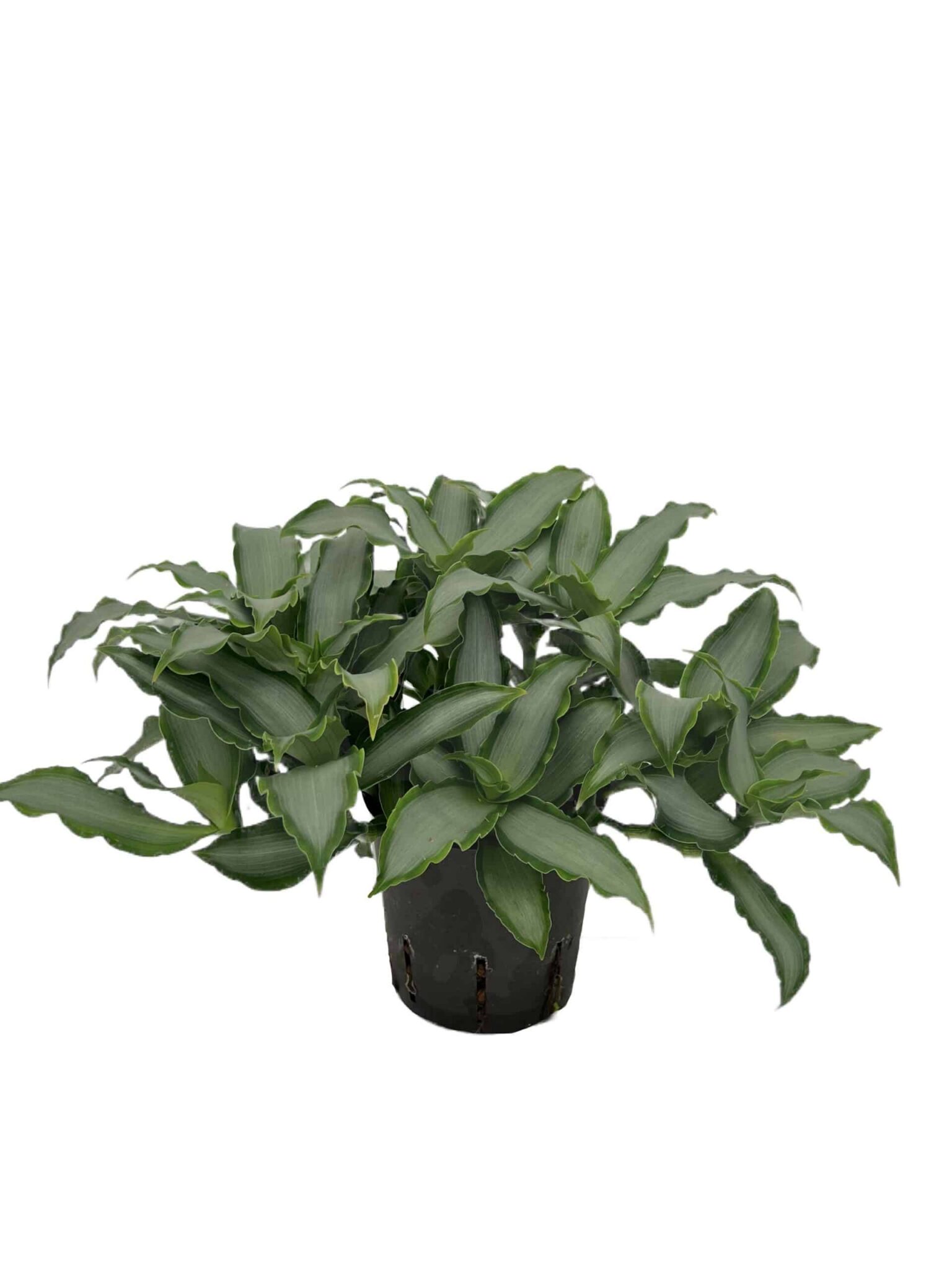 Murdannia 'Bright Star'