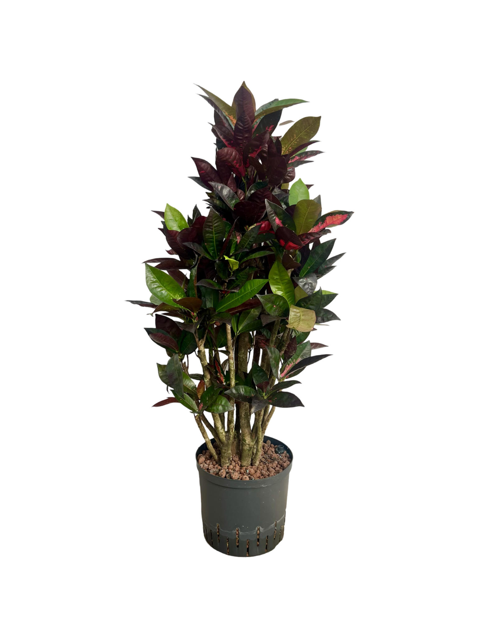 Croton (Codiaeum) variegatum 'Iceton'