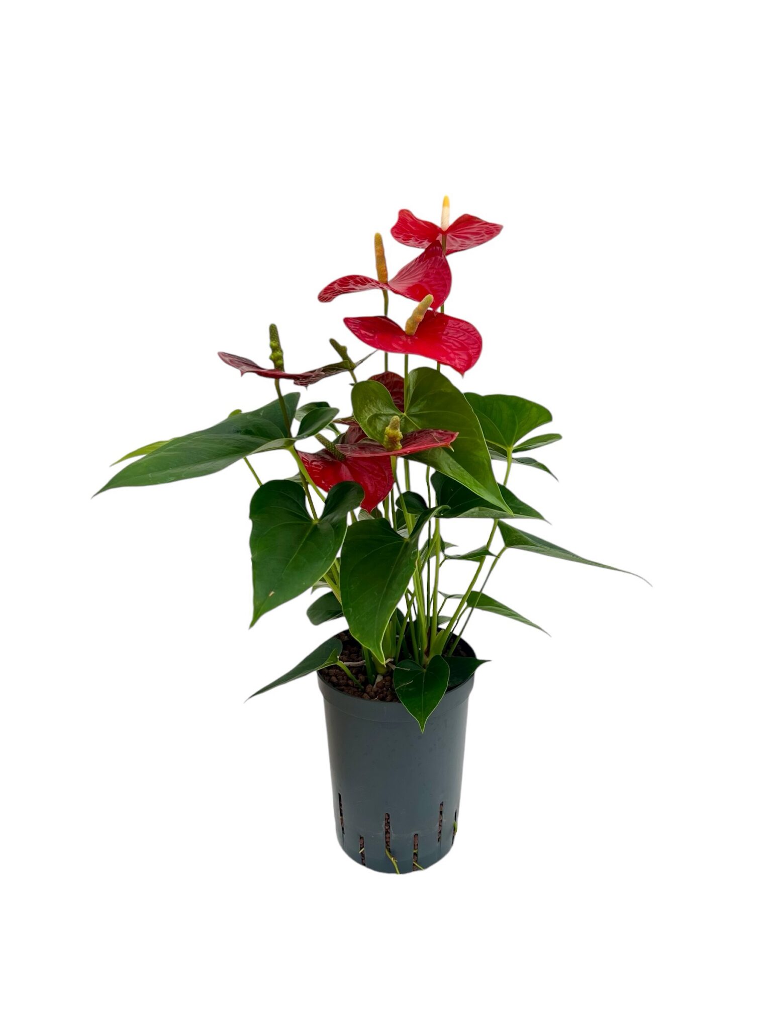 Anthurium andreanum rood