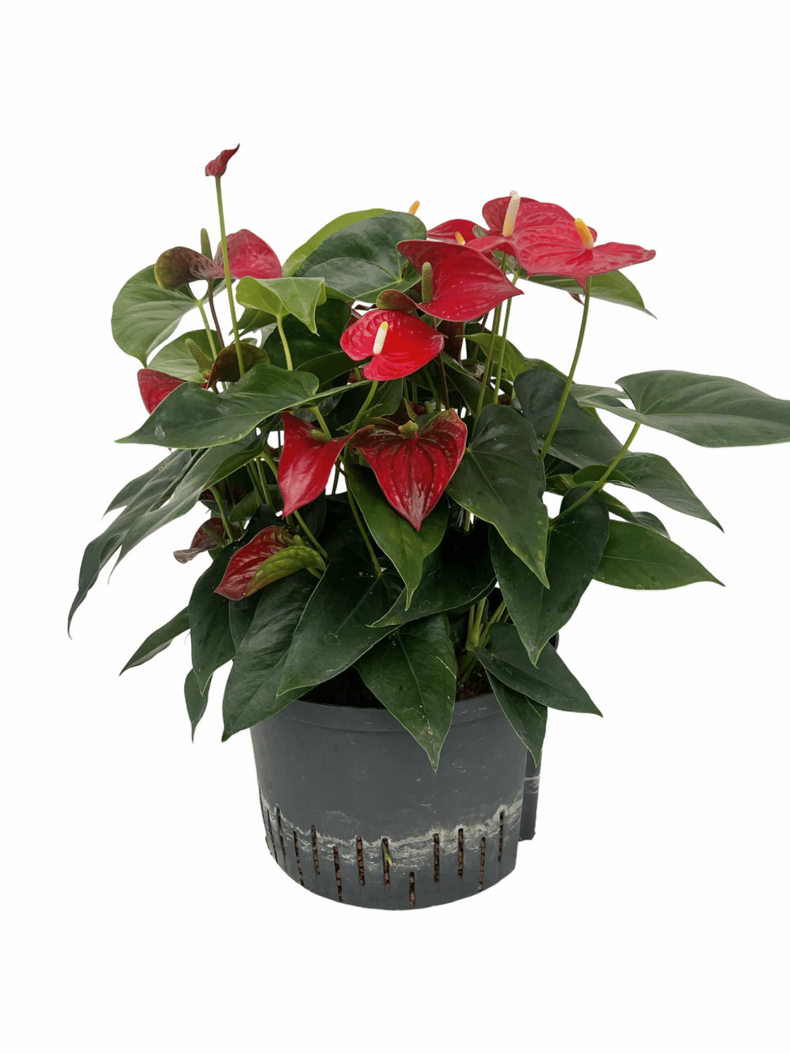 Anthurium andreanum rood