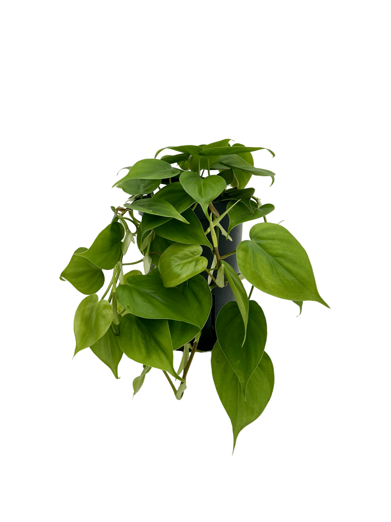 Philodendron scandens