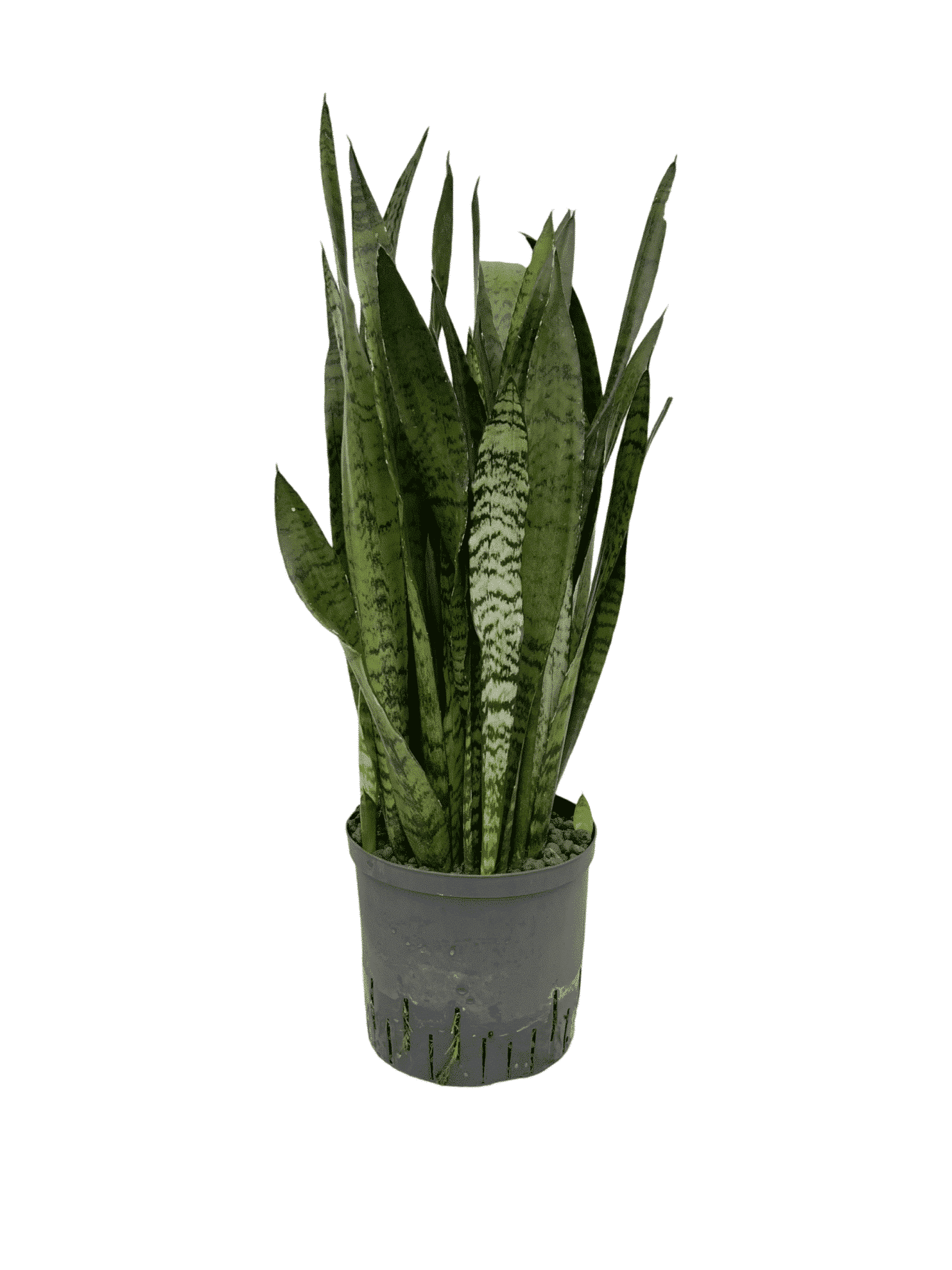 Sansevieria 'Zeylanica'