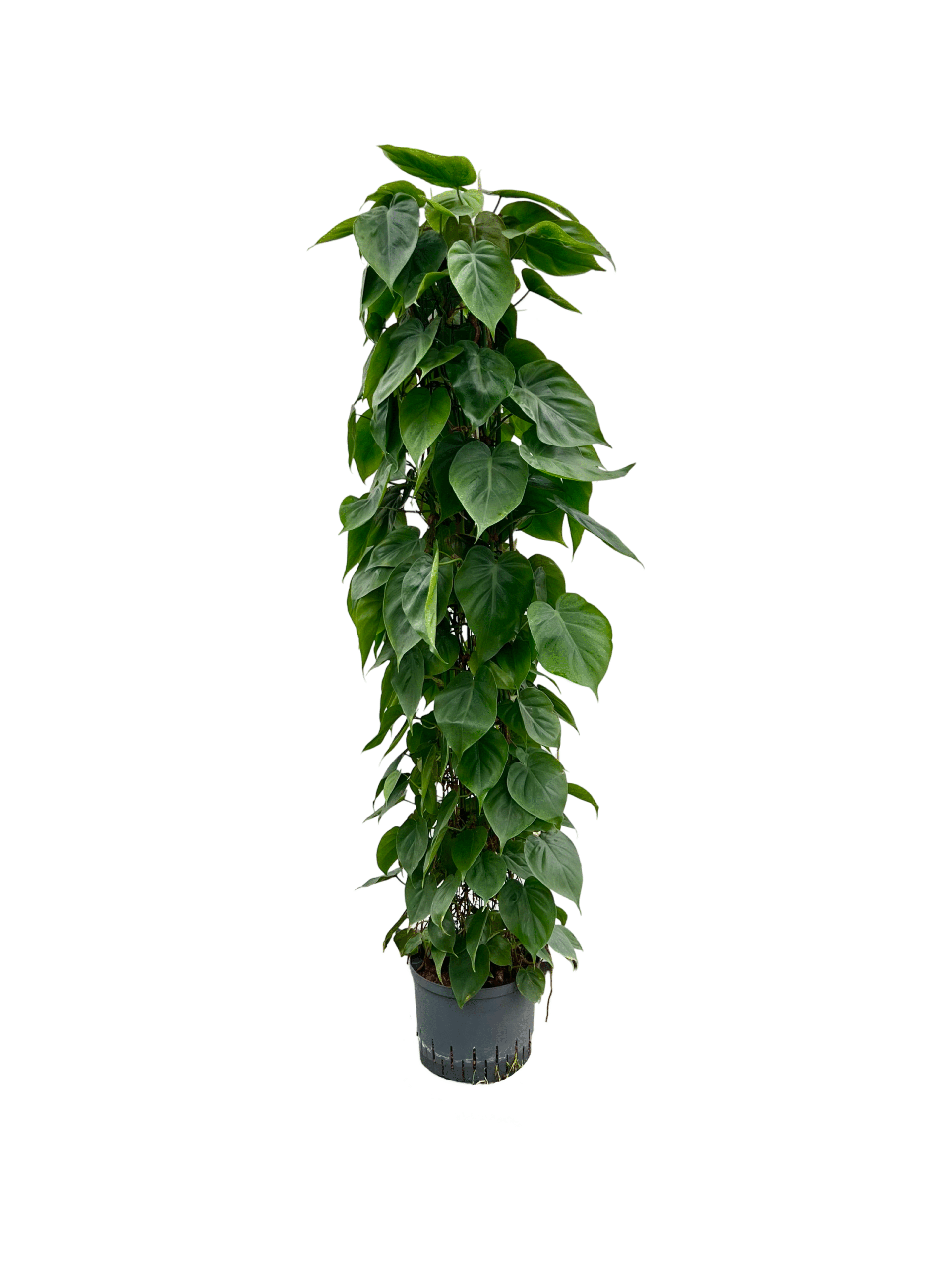 Philodendron scandens