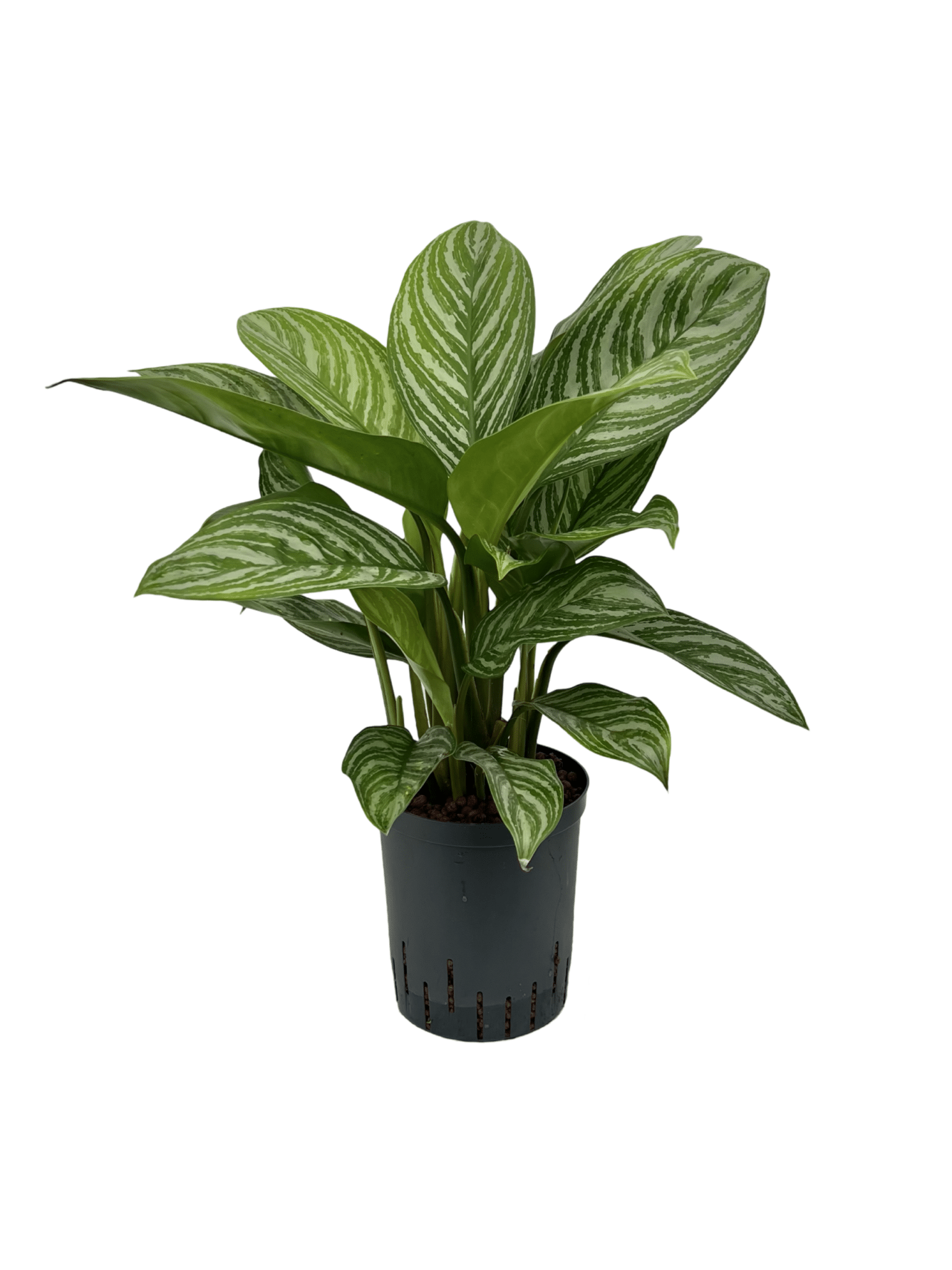 Aglaonema 'Green Stripe'