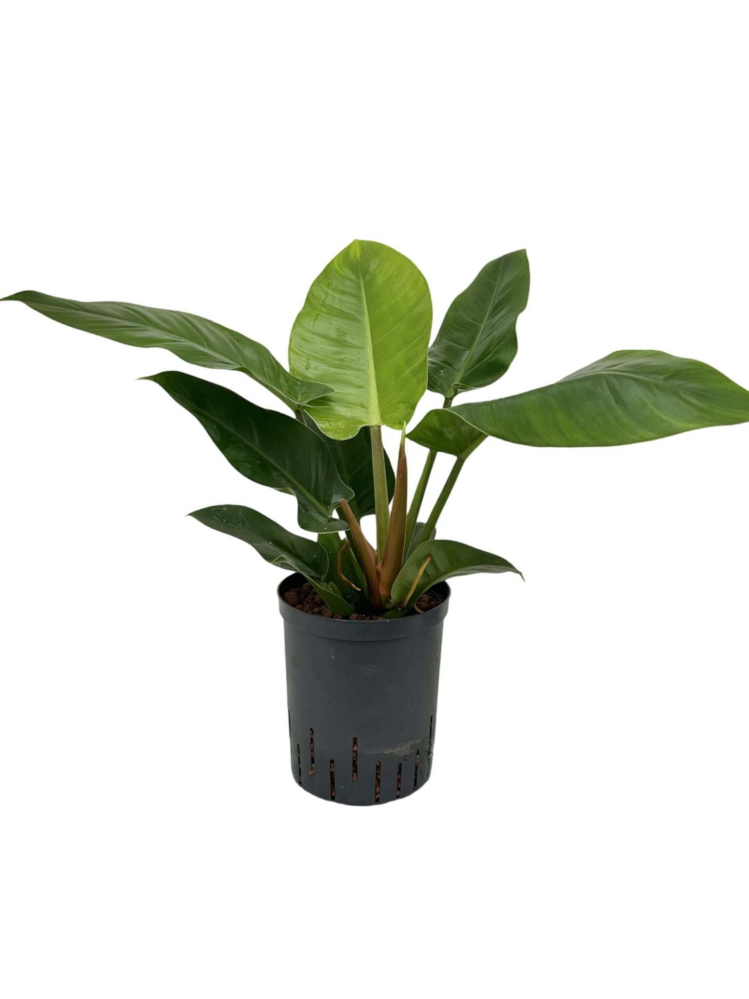 Philodendron 'Imperial Green'
