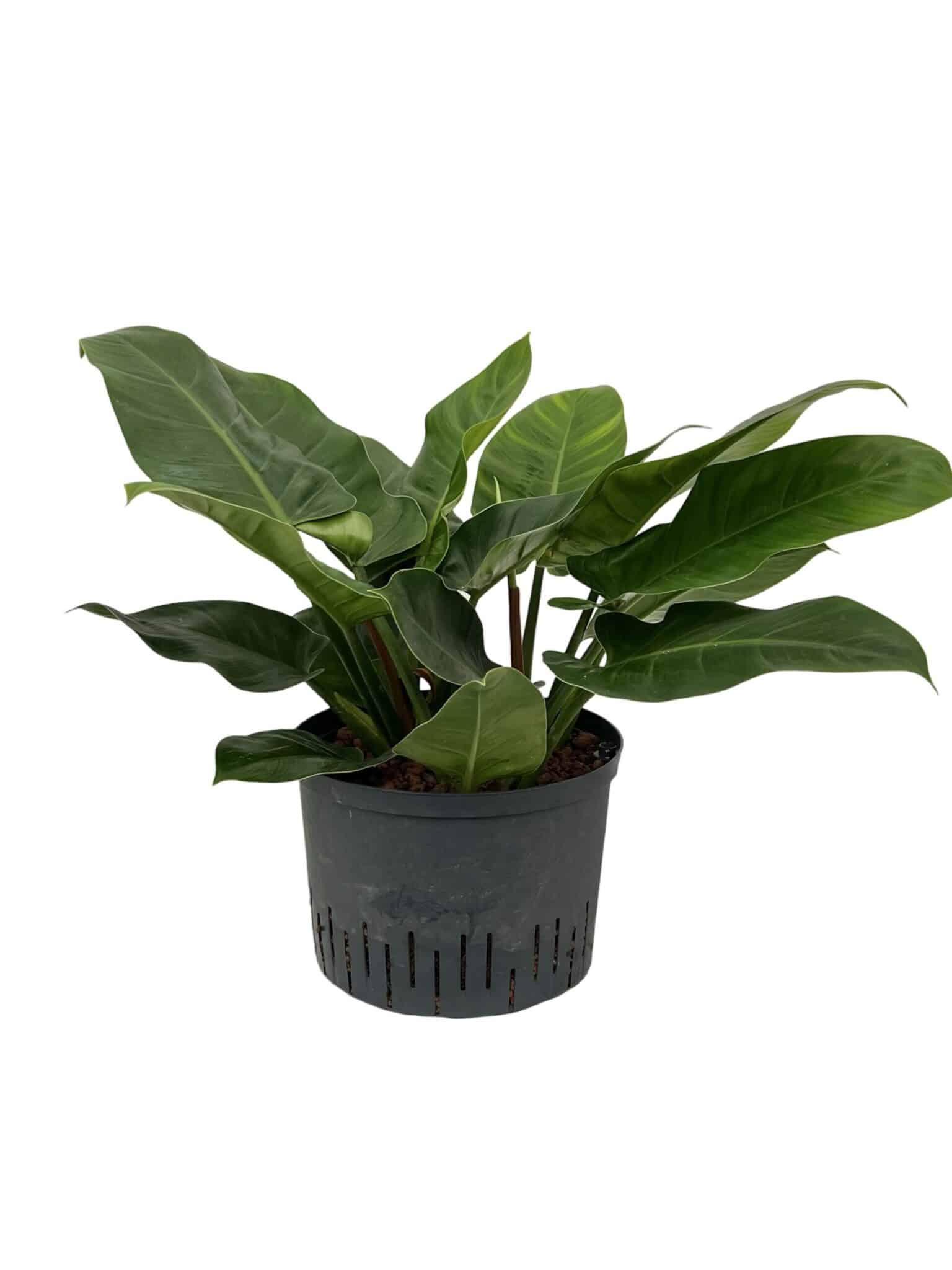 Philodendron 'Imperial Green'