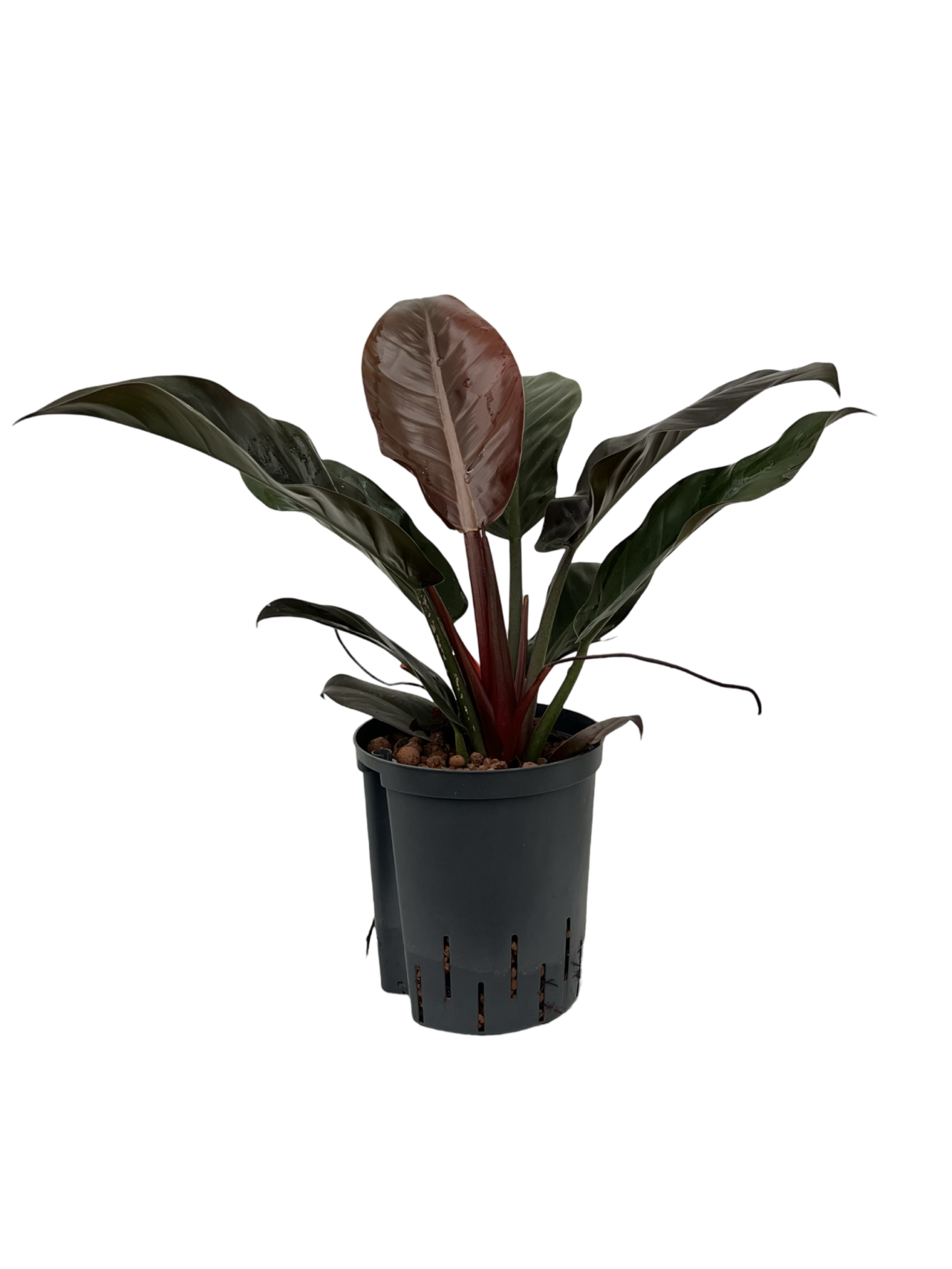 Philodendron 'Imperial Red'