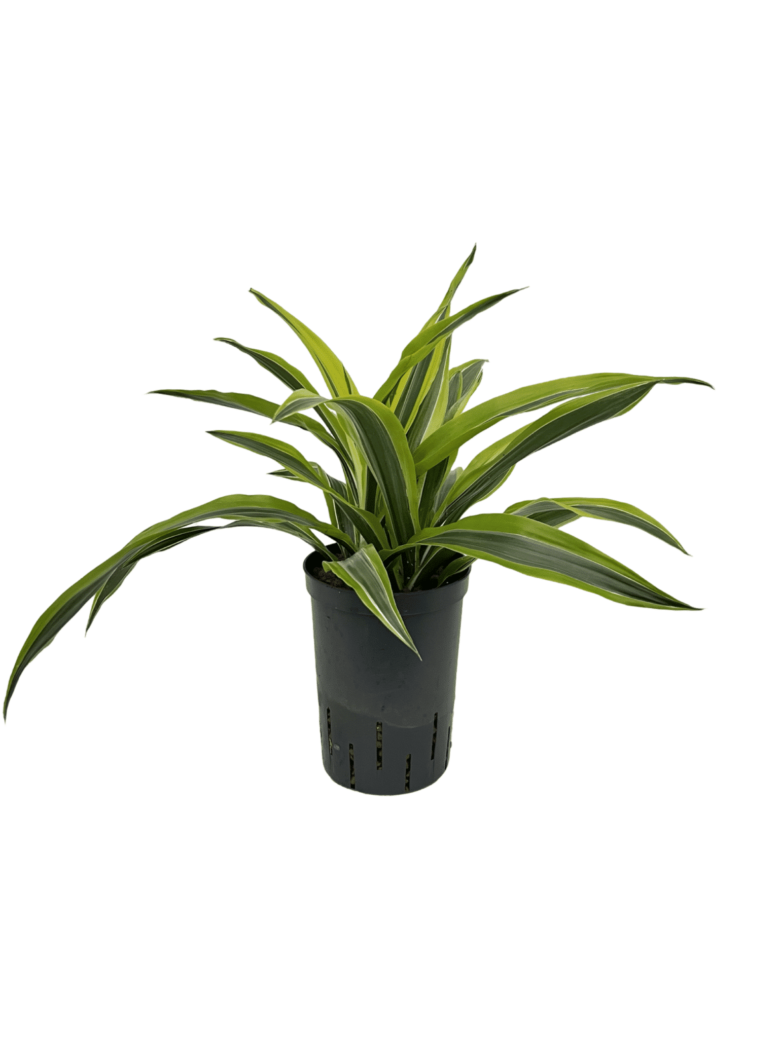 Dracaena 'Lemon Lime'
