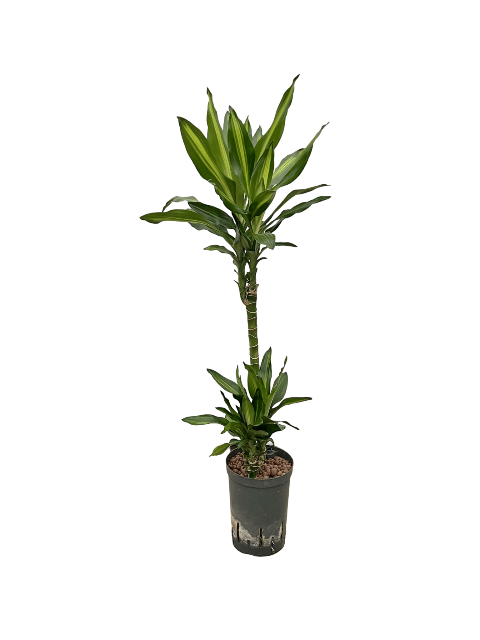 Dracaena fragrans 'Cintho'