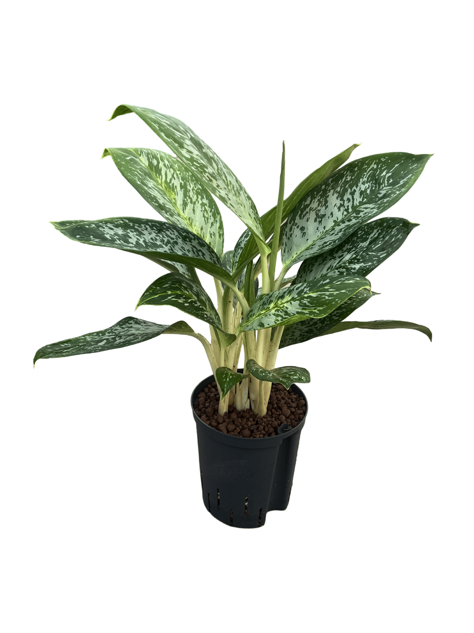 Aglaonema 'Britt'