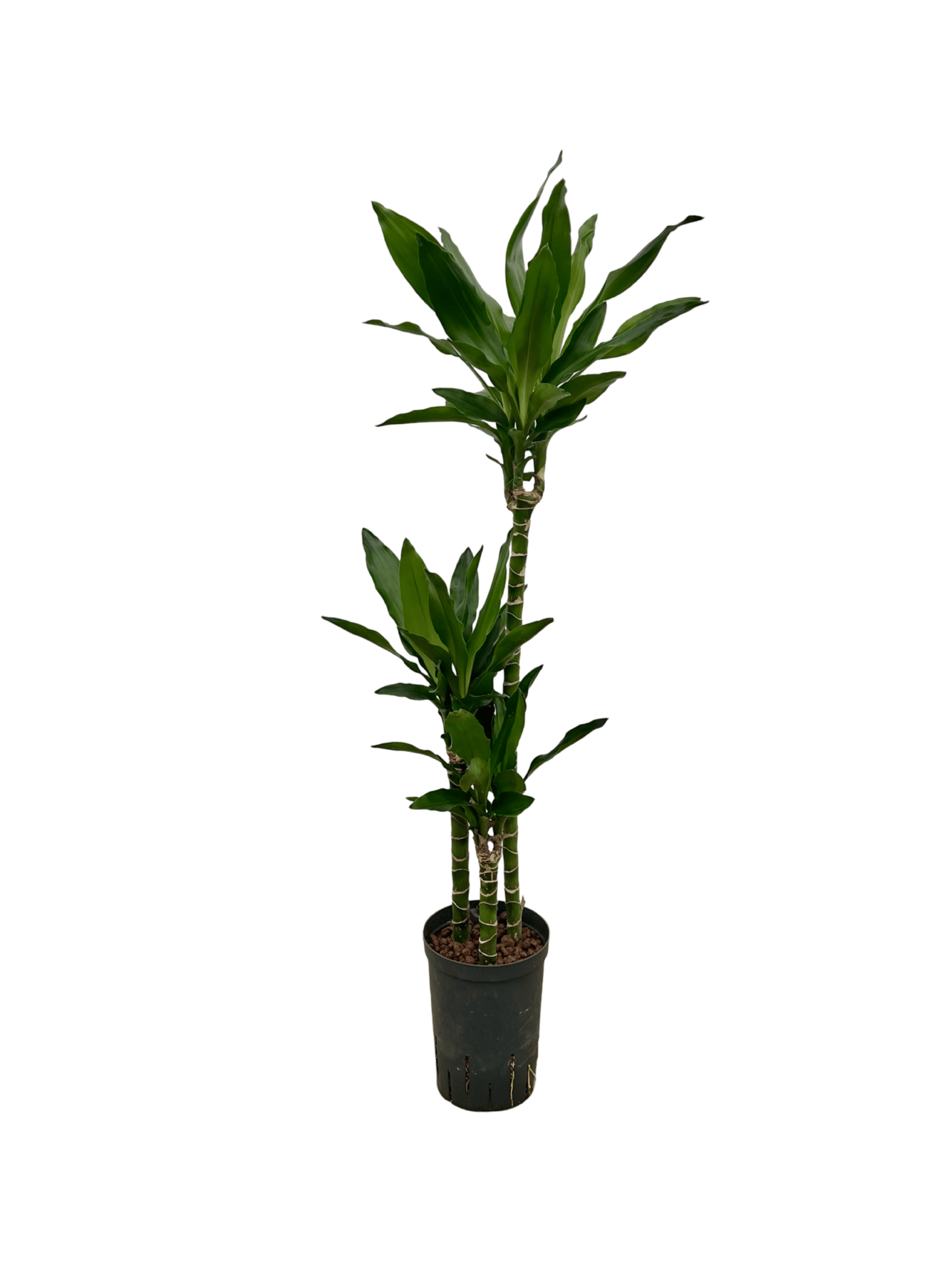 Dracaena 'Janet Lind'