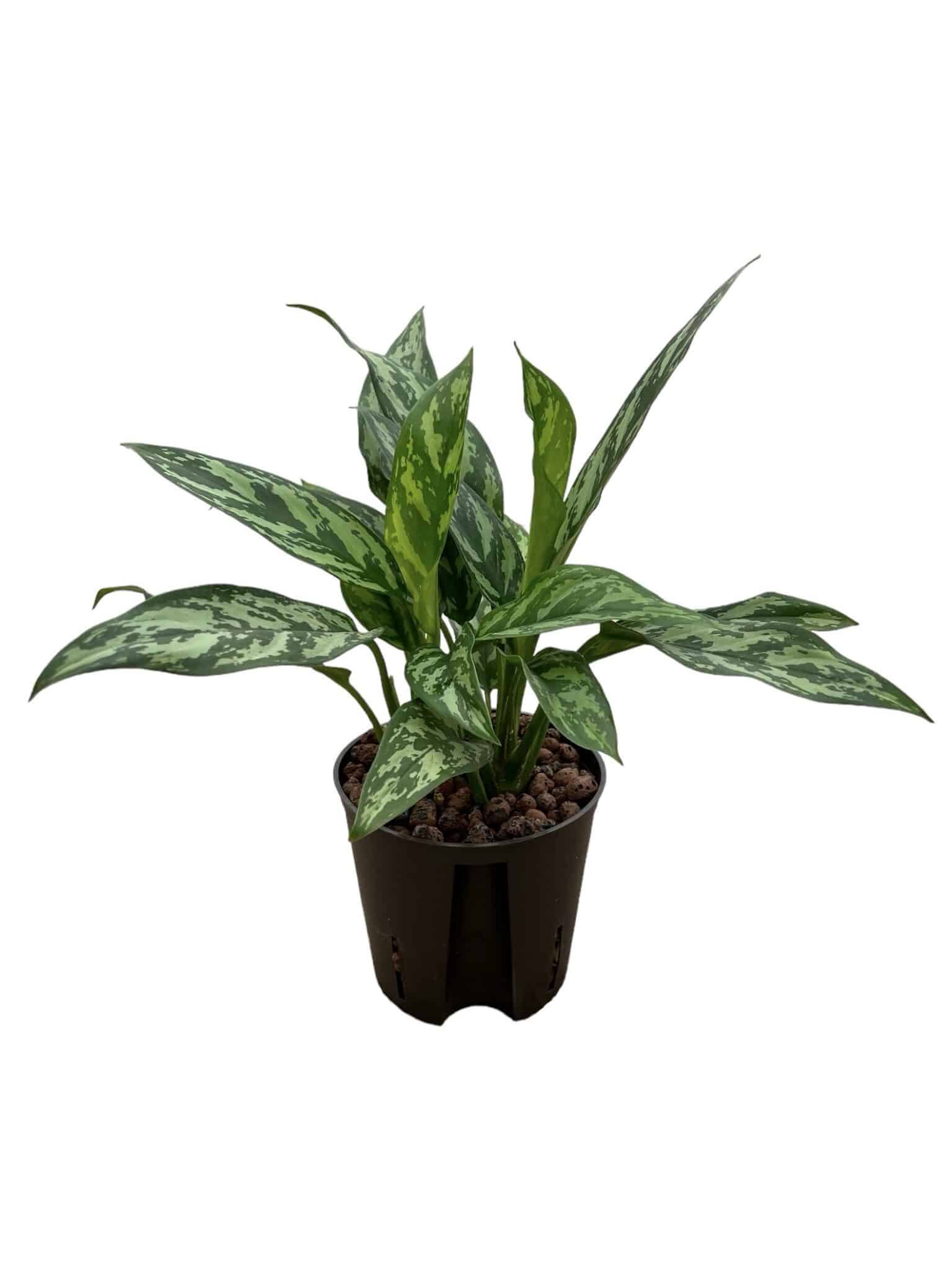 Aglaonema 'Maria'
