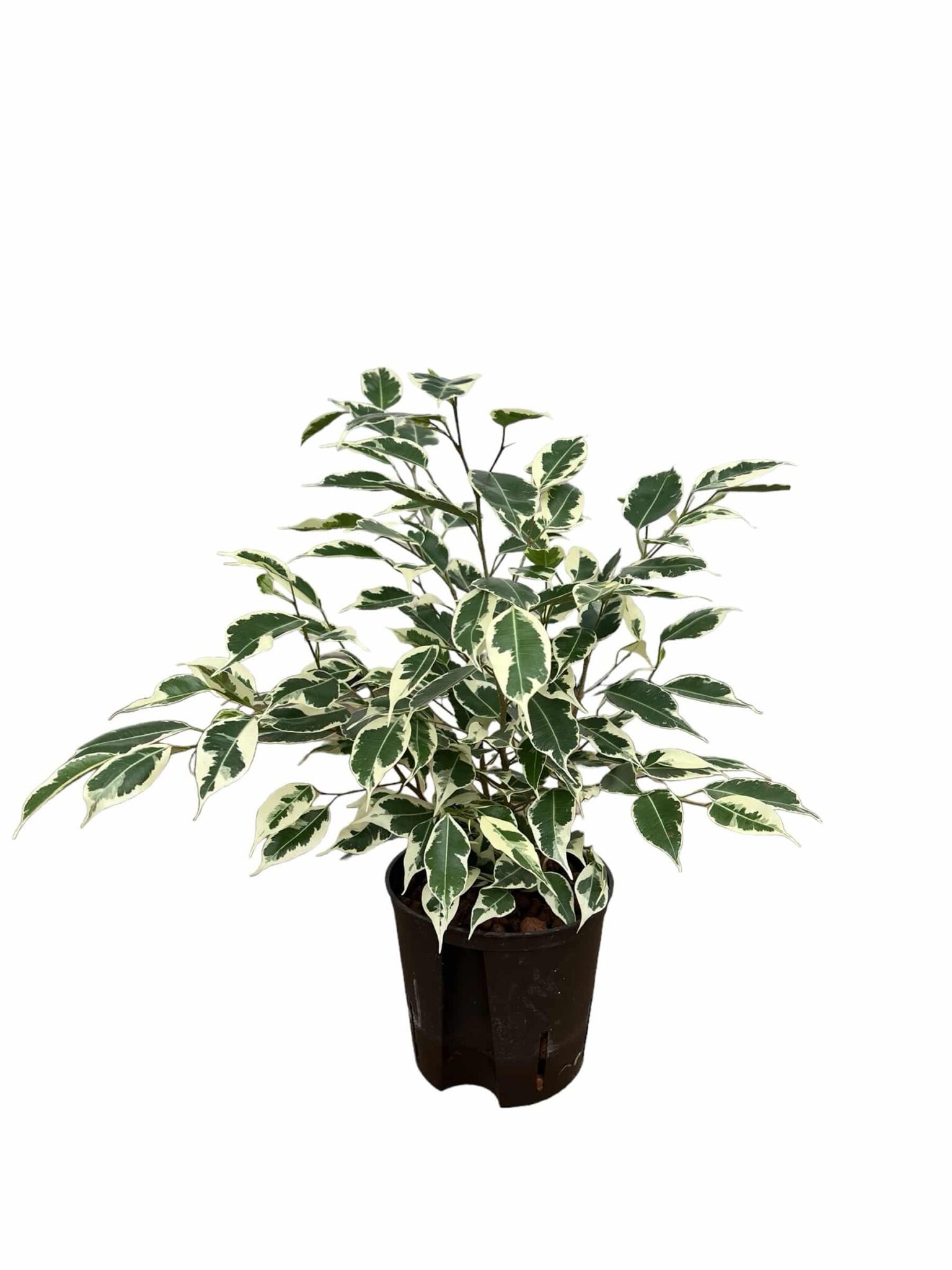 Ficus gantel