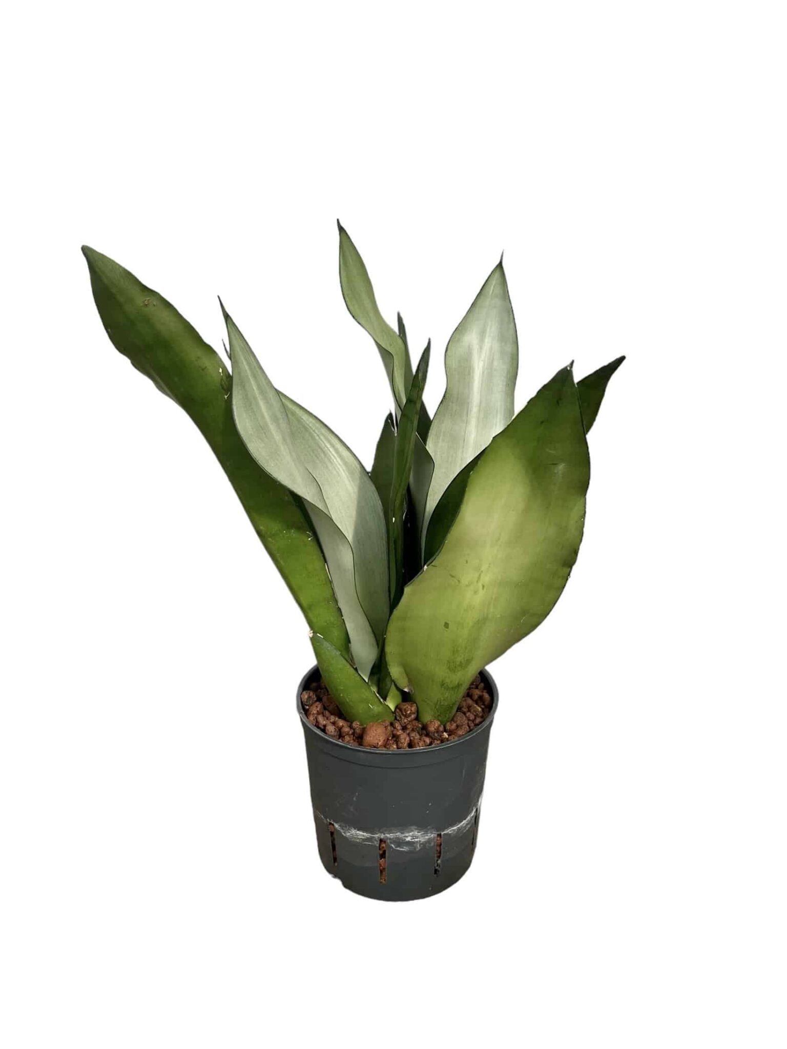 Sansevieria 'Moonshine'