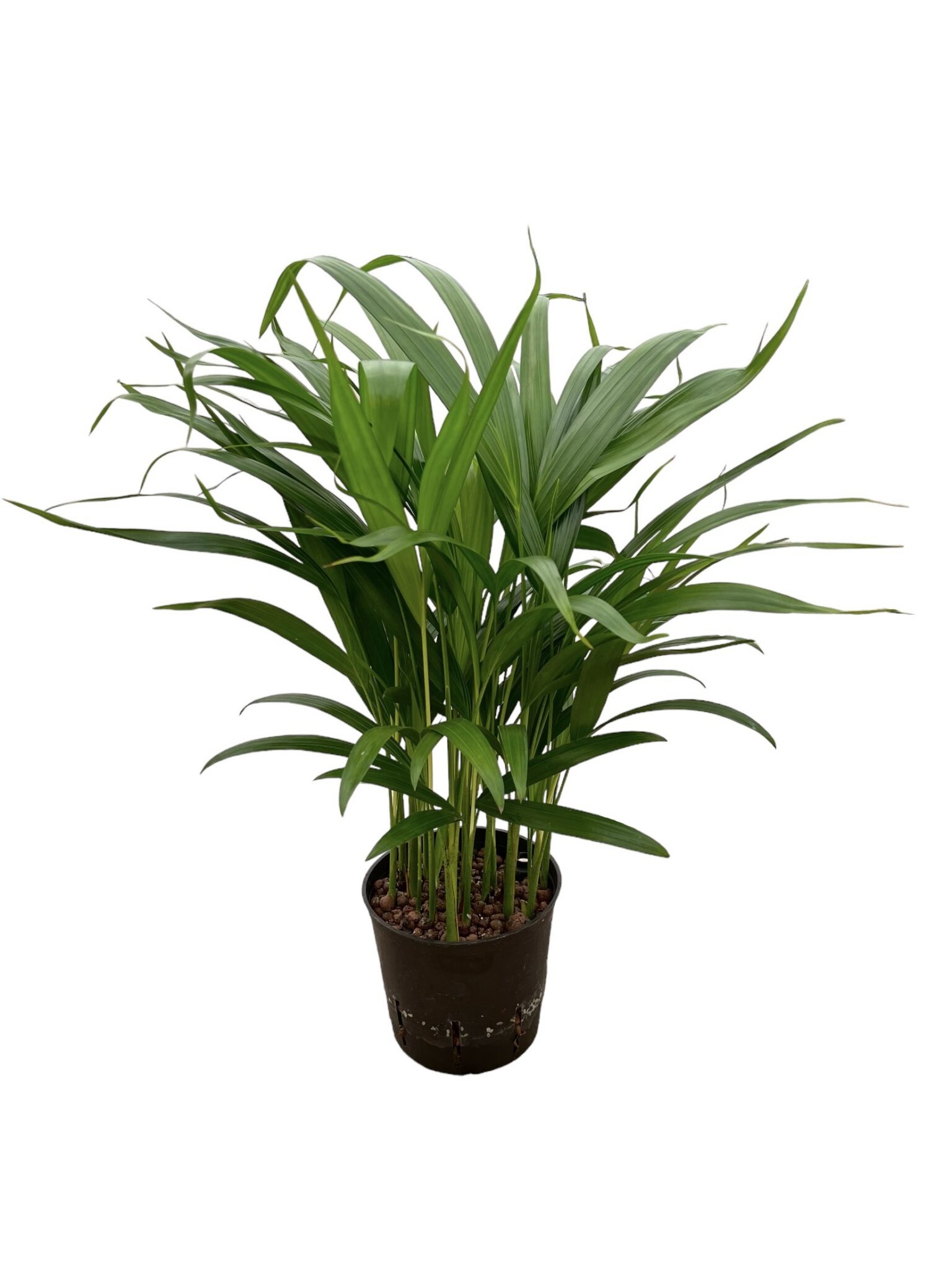 Areca chrysalidocarpus lutescens