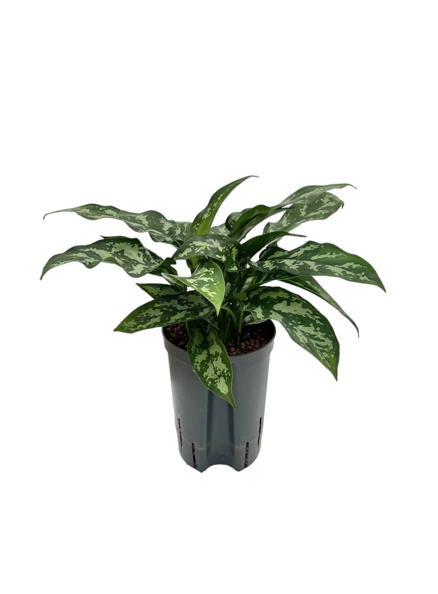 Aglaonema 'Maria'