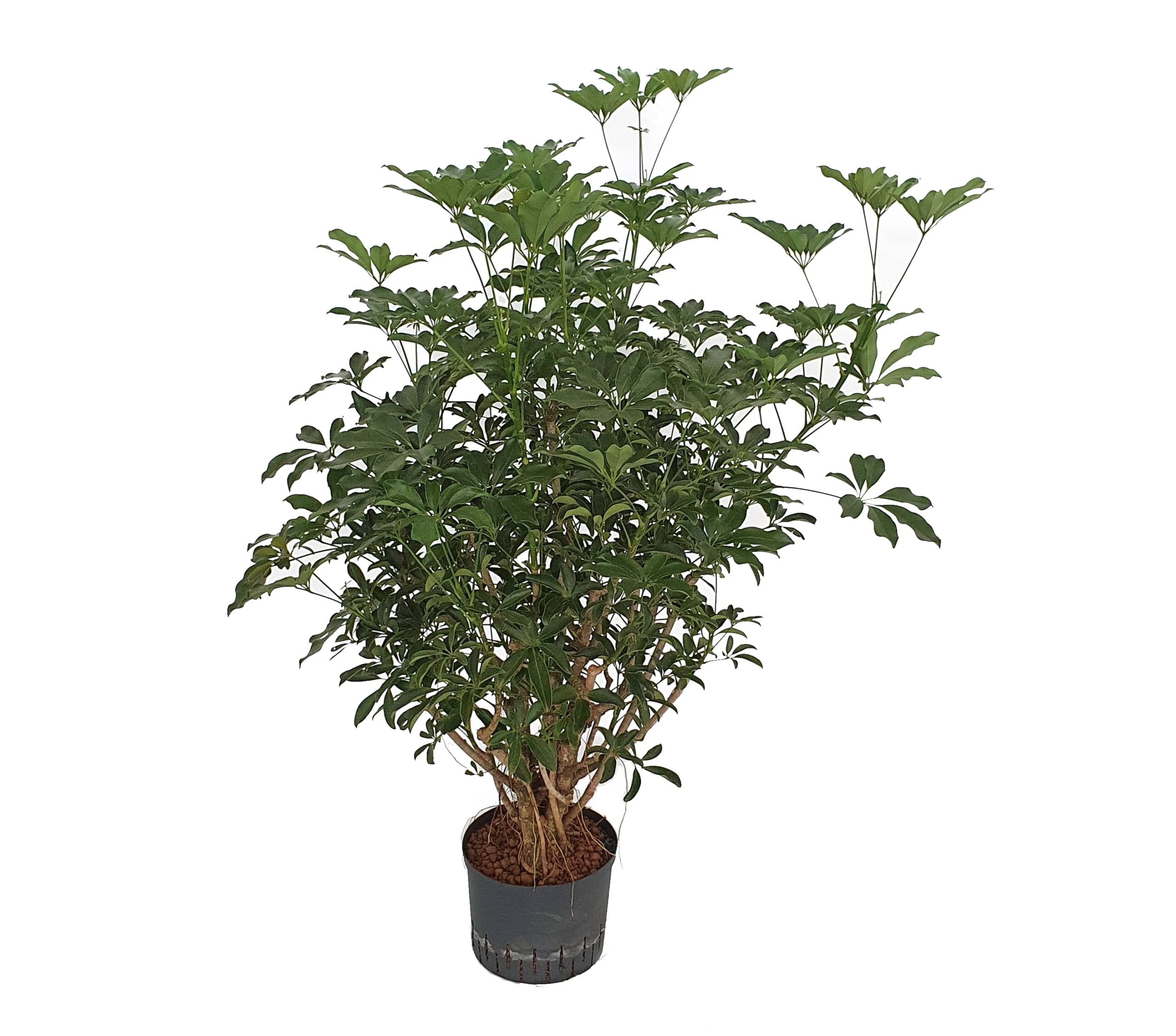 schefflera-arboricola-vertakt-120-cm-1