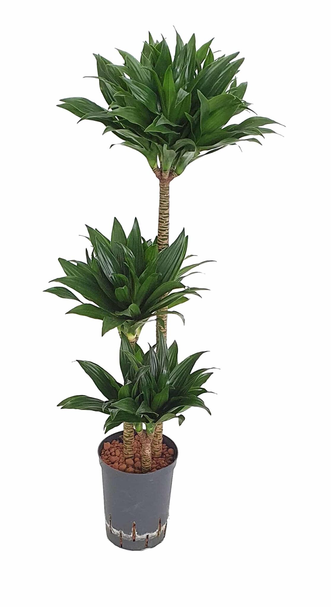 Dracaena fragrans 'Compacta'