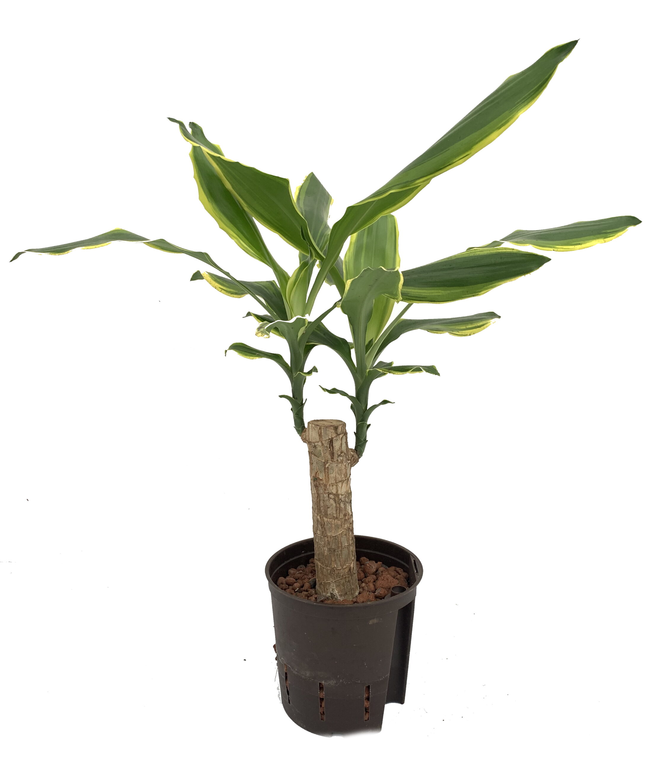 dracaena-gold-coast-stam-13-12