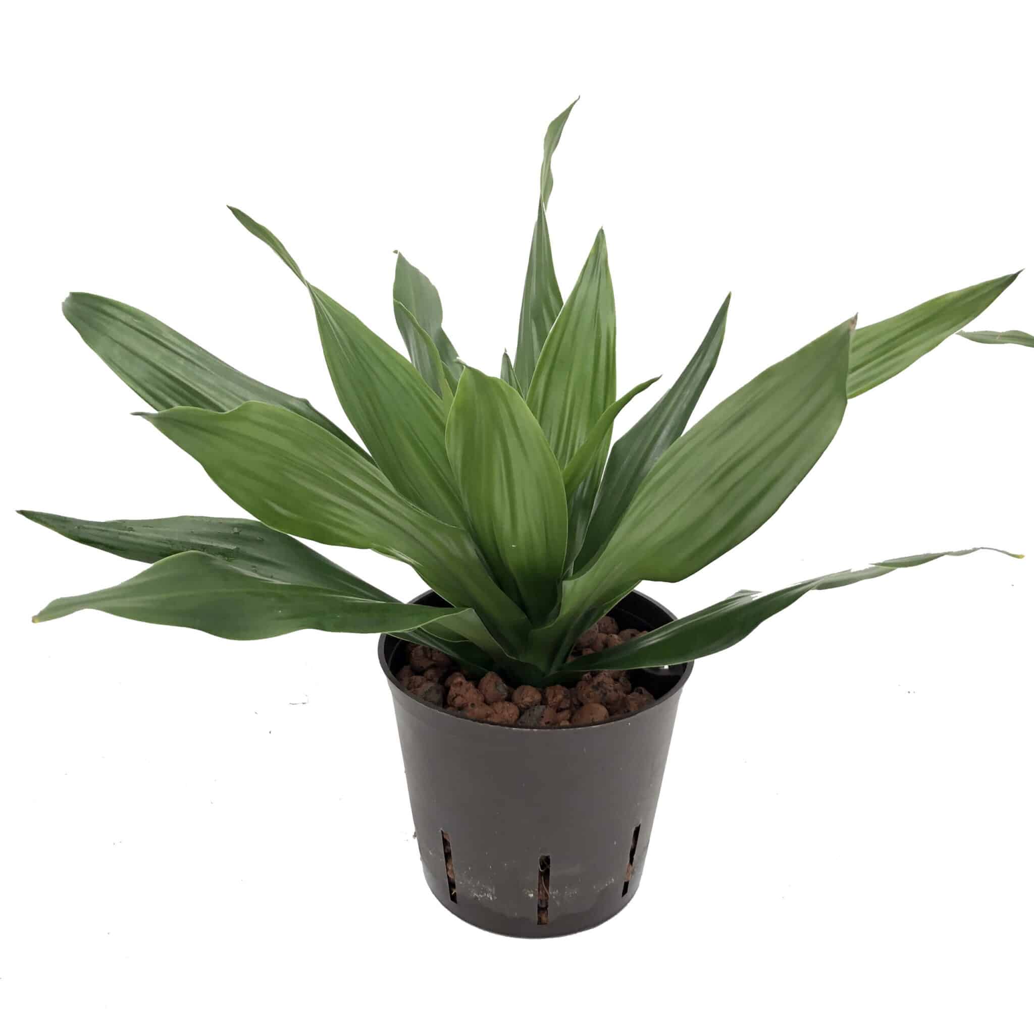 Dracaena 'Green Jewel'