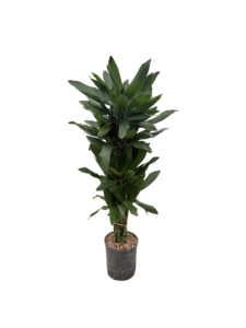 Dracaena 'Janet Lind'