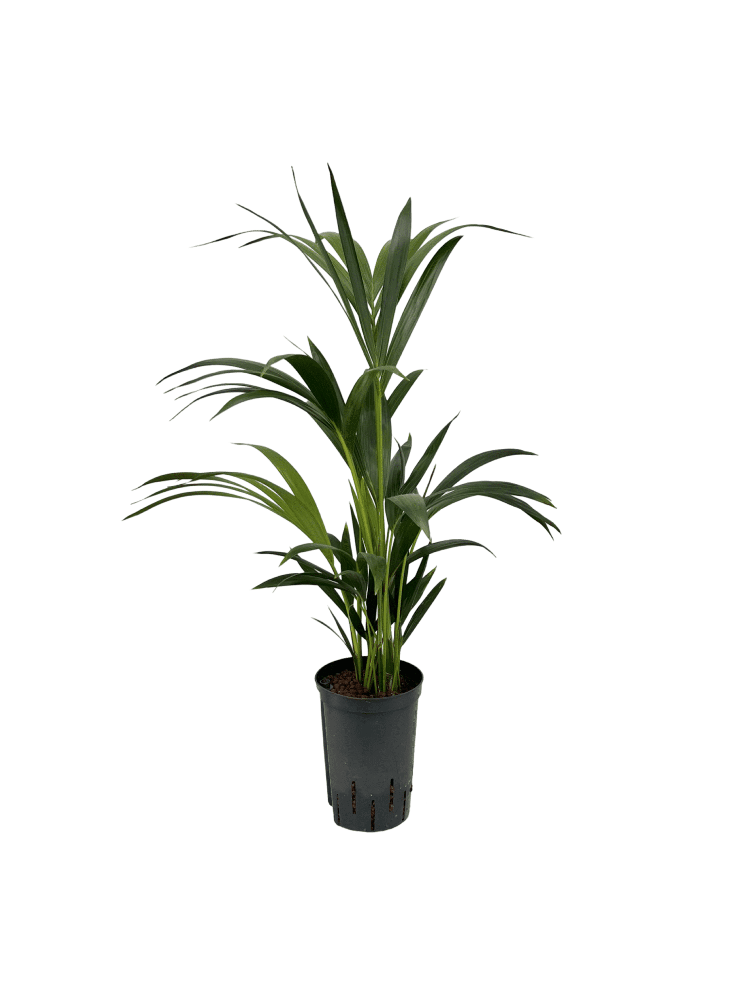 Kentia 'Howea Forsteriana'