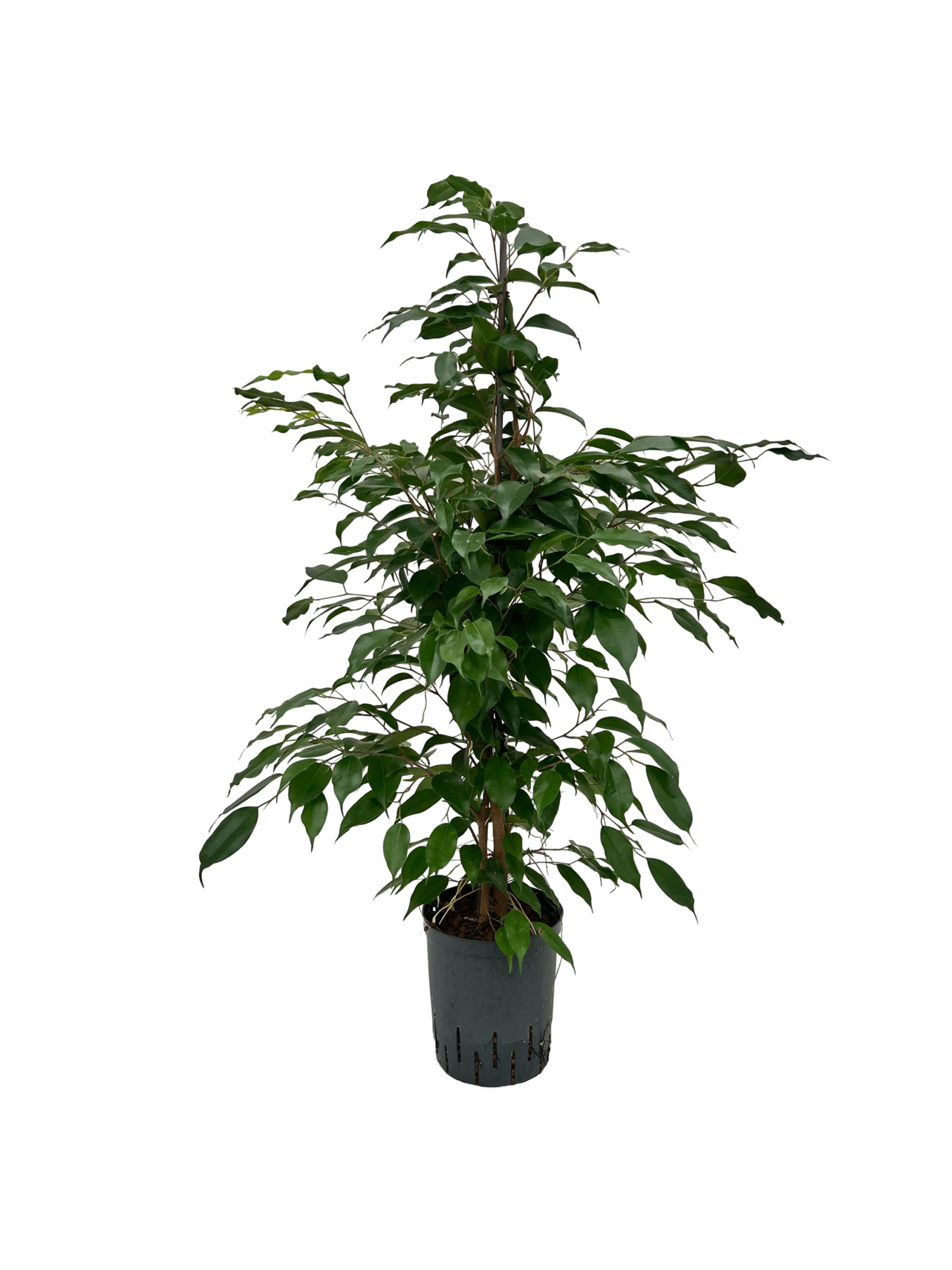 Ficus benjamina 'Exotica'