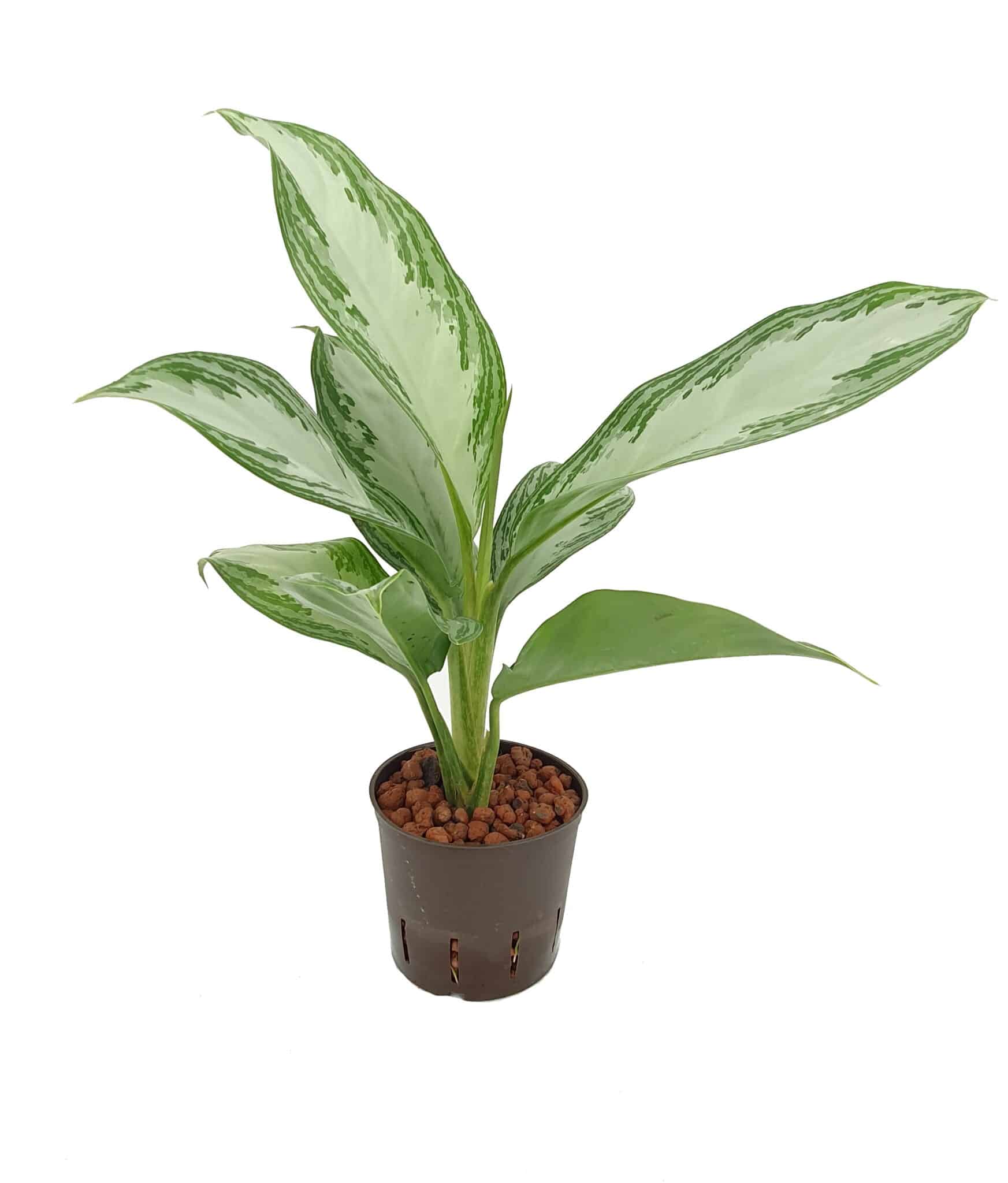 Aglaonema 'Silver Bay'
