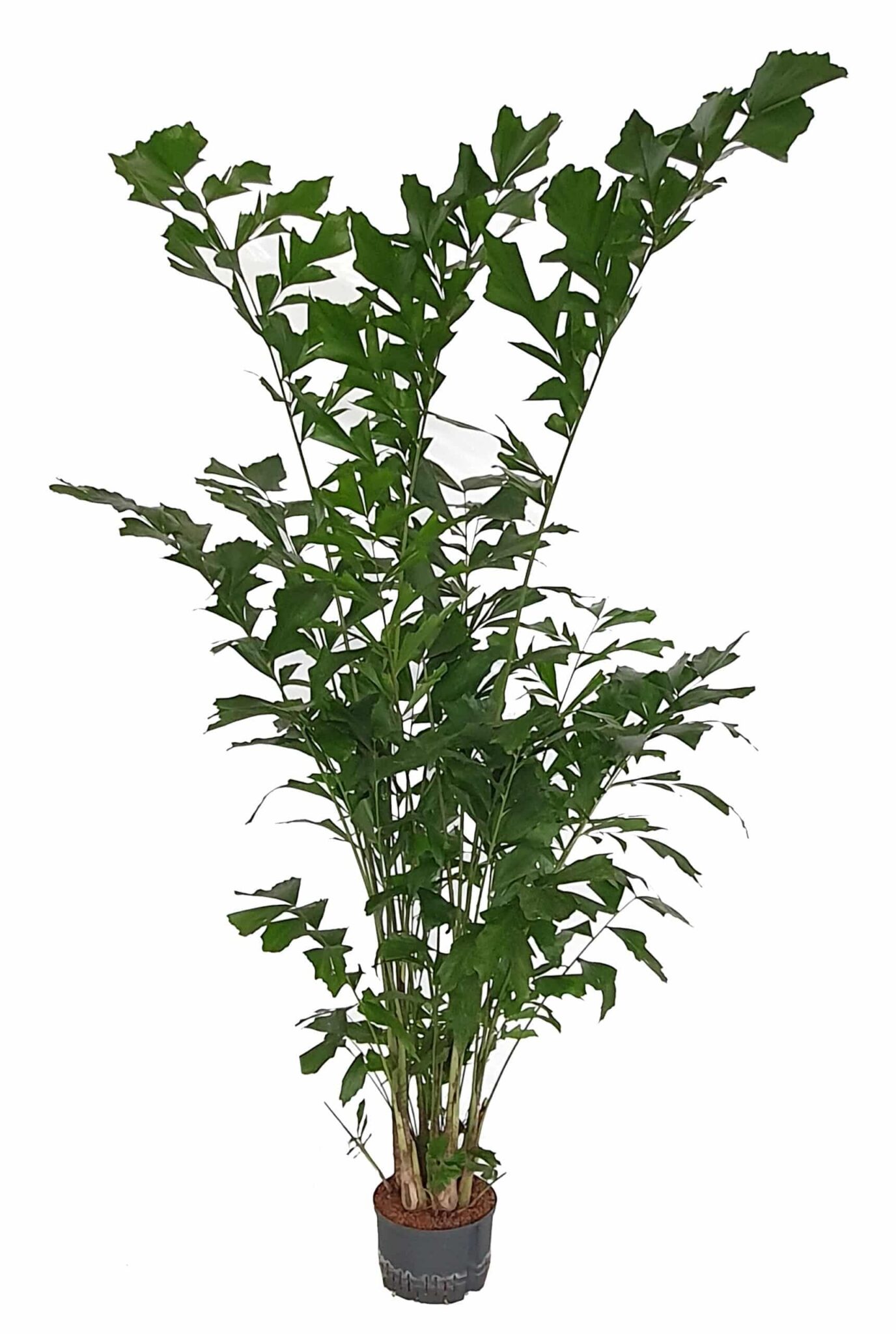 Caryota mitis