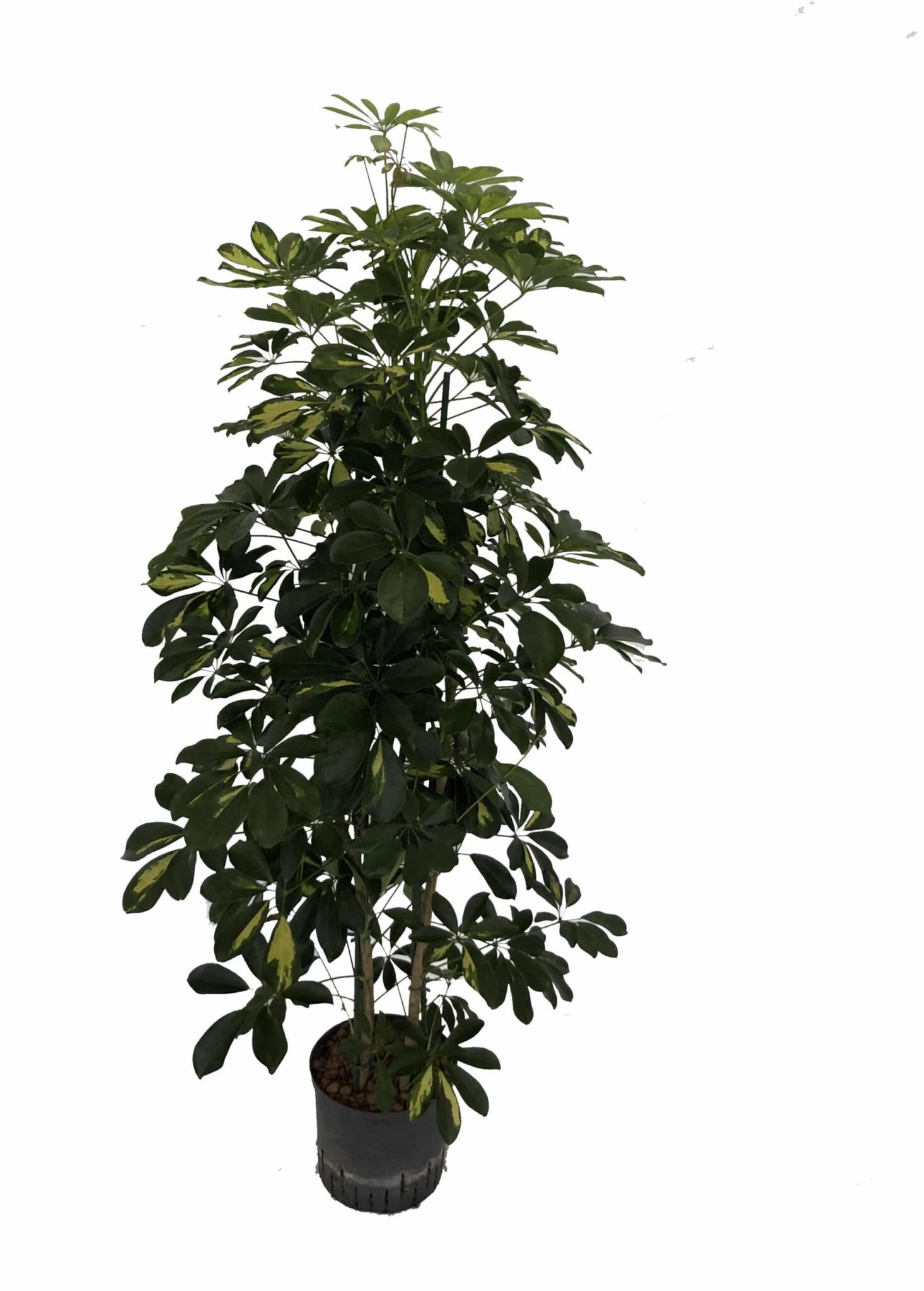 Schefflera 'Gold Capella'