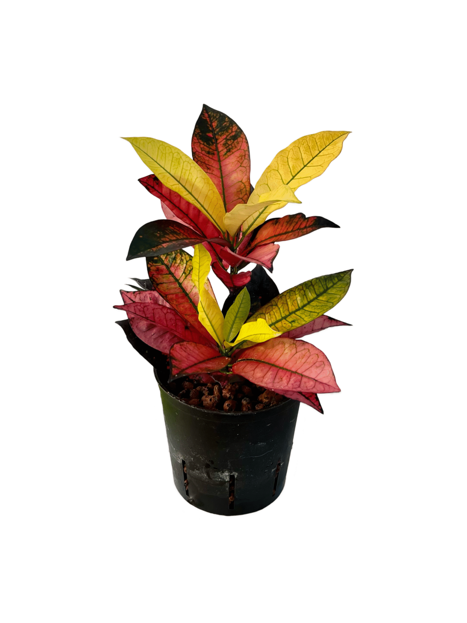 Croton (Codiaeum) variegatum 'Iceton'