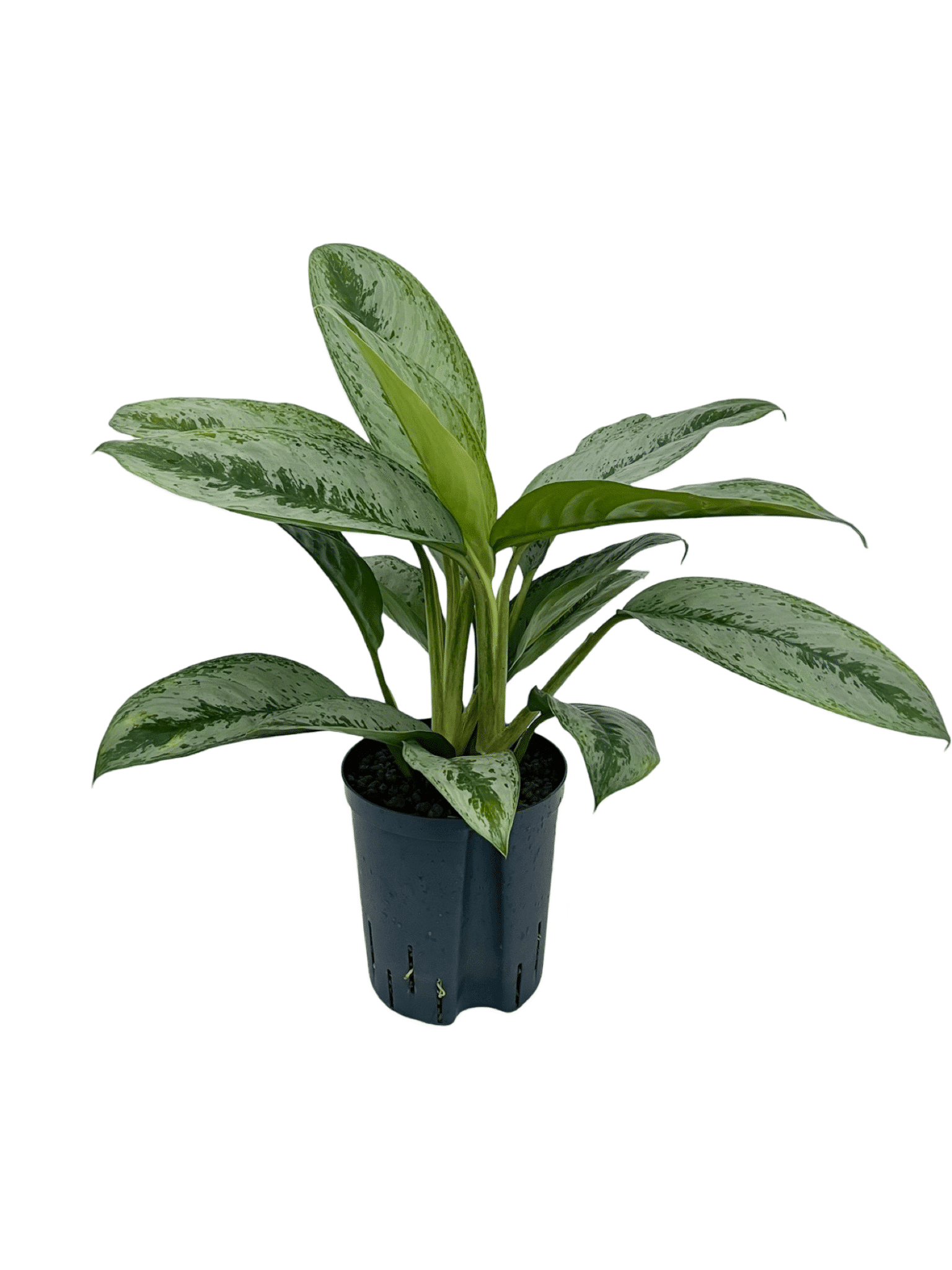 Aglaonema 'Silver frost'