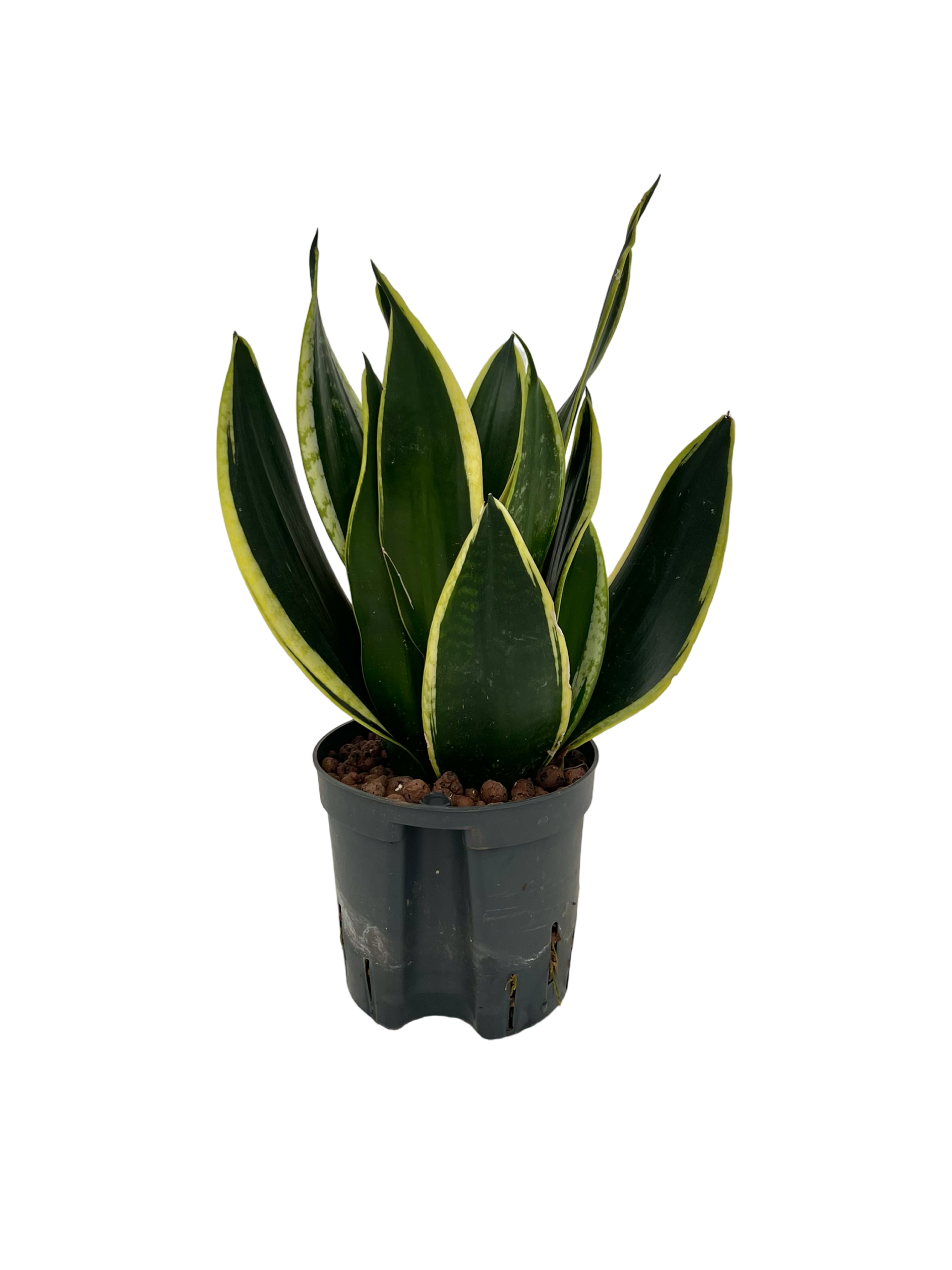 Sansevieria 'Black Gold'