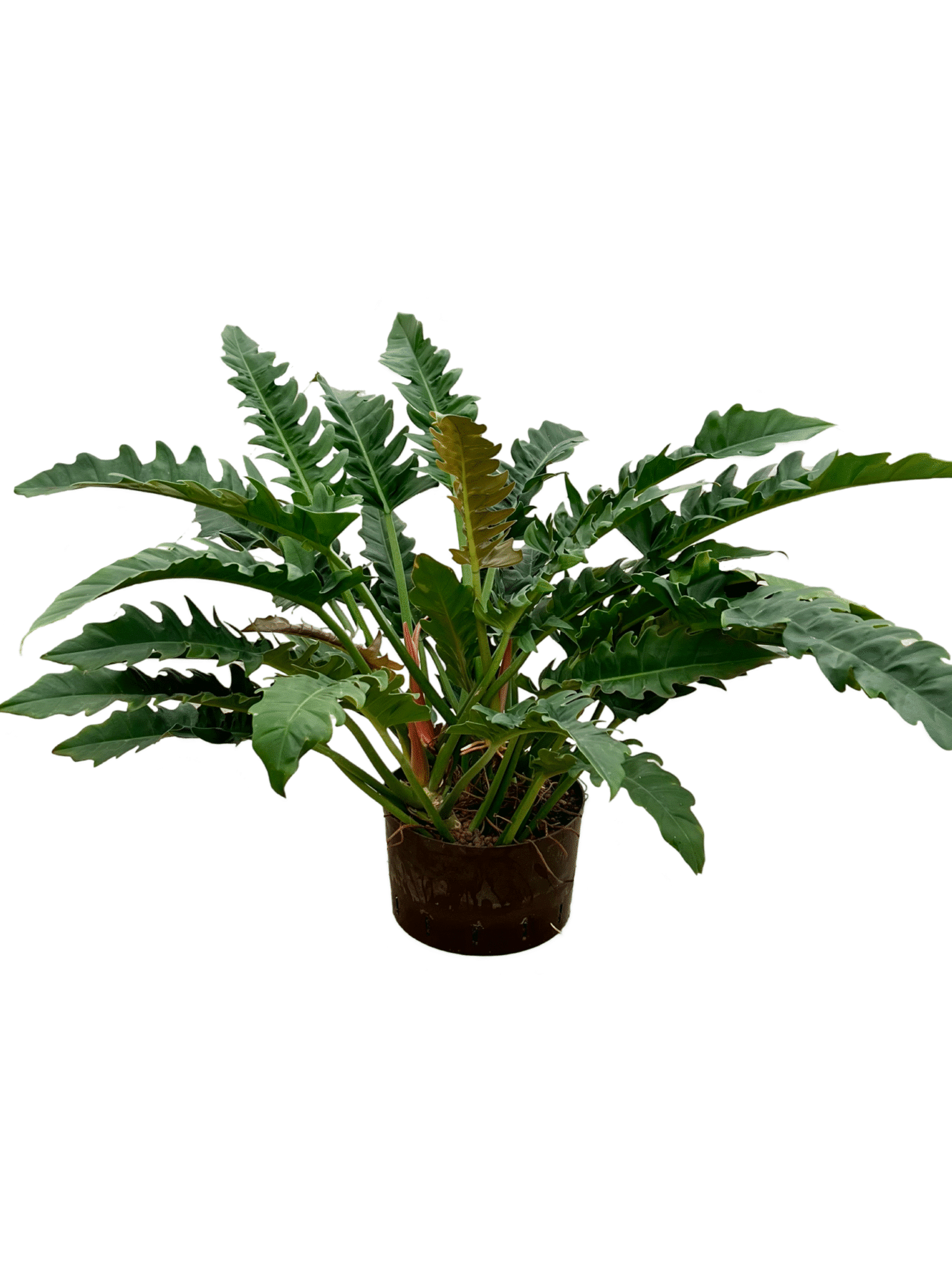 Philodendron 'Narrow'