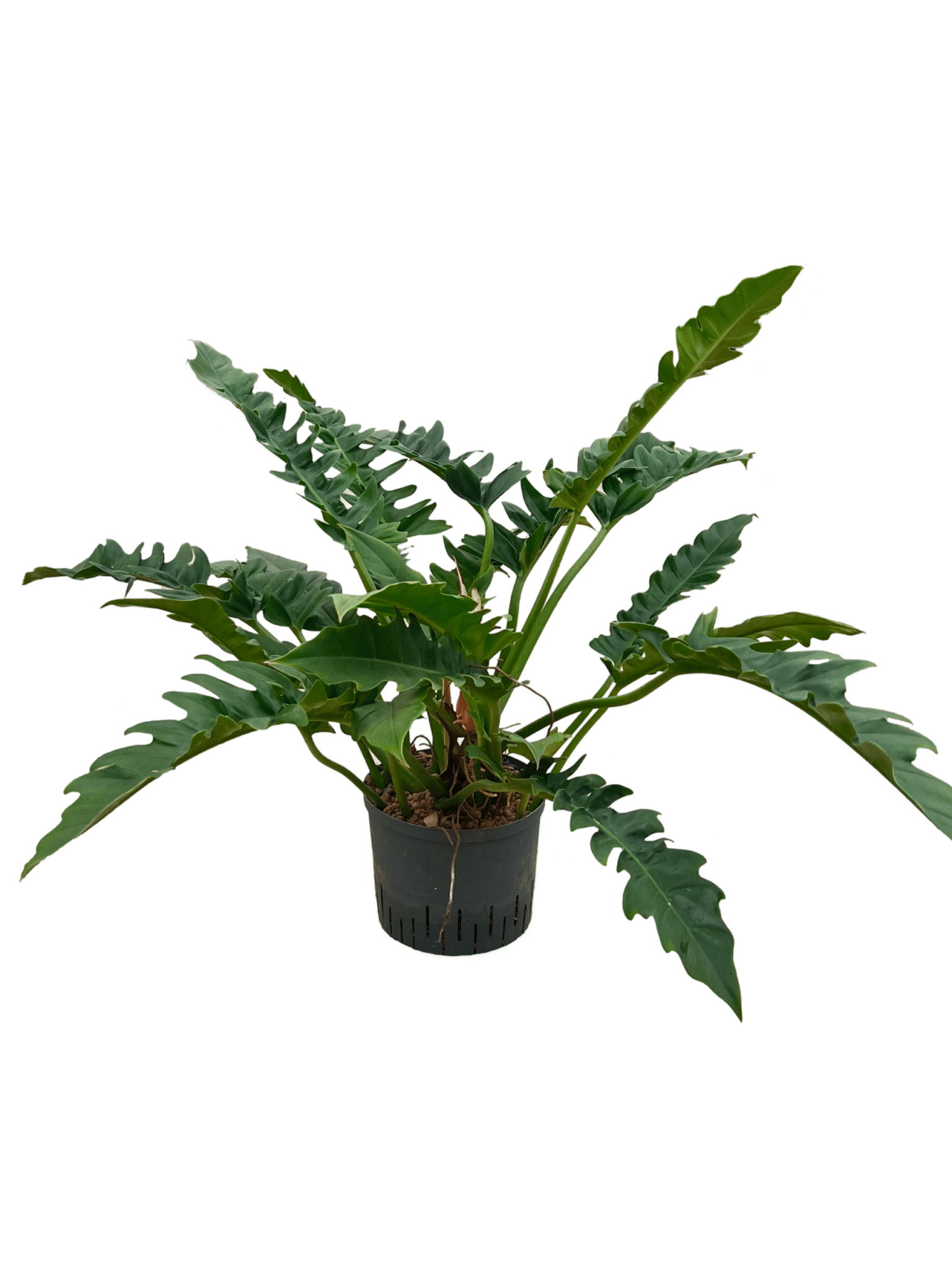 Philodendron 'Narrow'