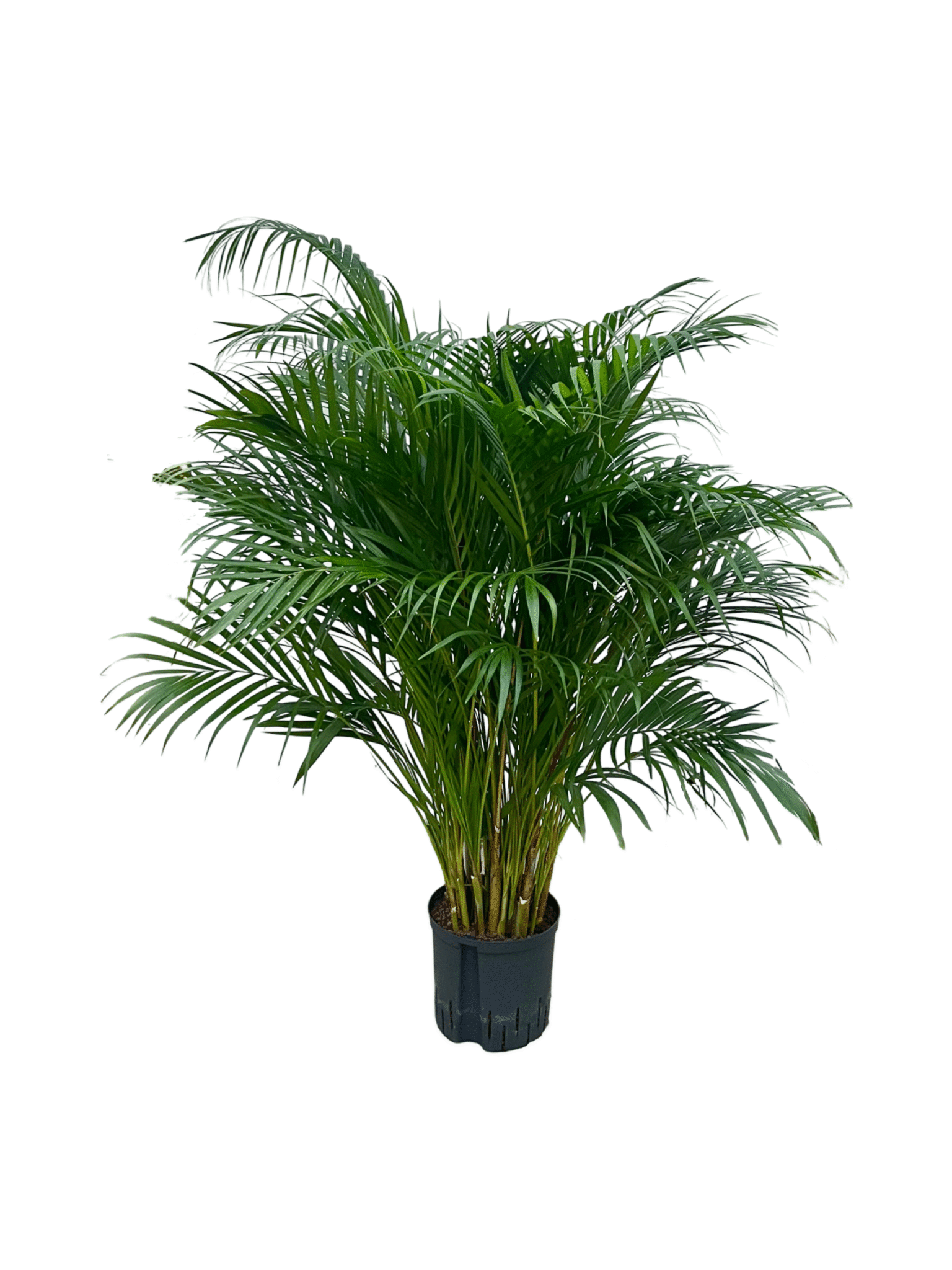 Areca chrysalidocarpus lutescens